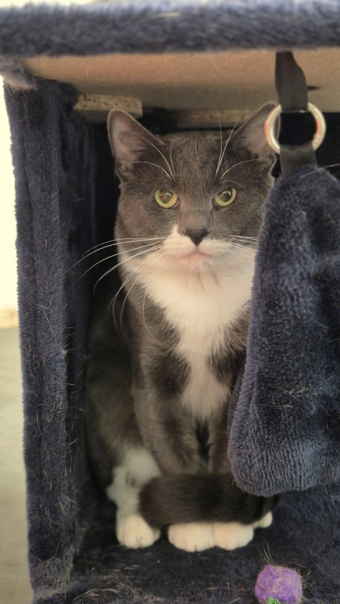 Omplasseringshjelpen for katter's image