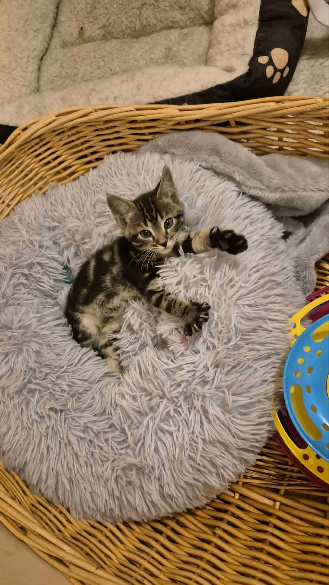 Omplasseringshjelpen for katter's image