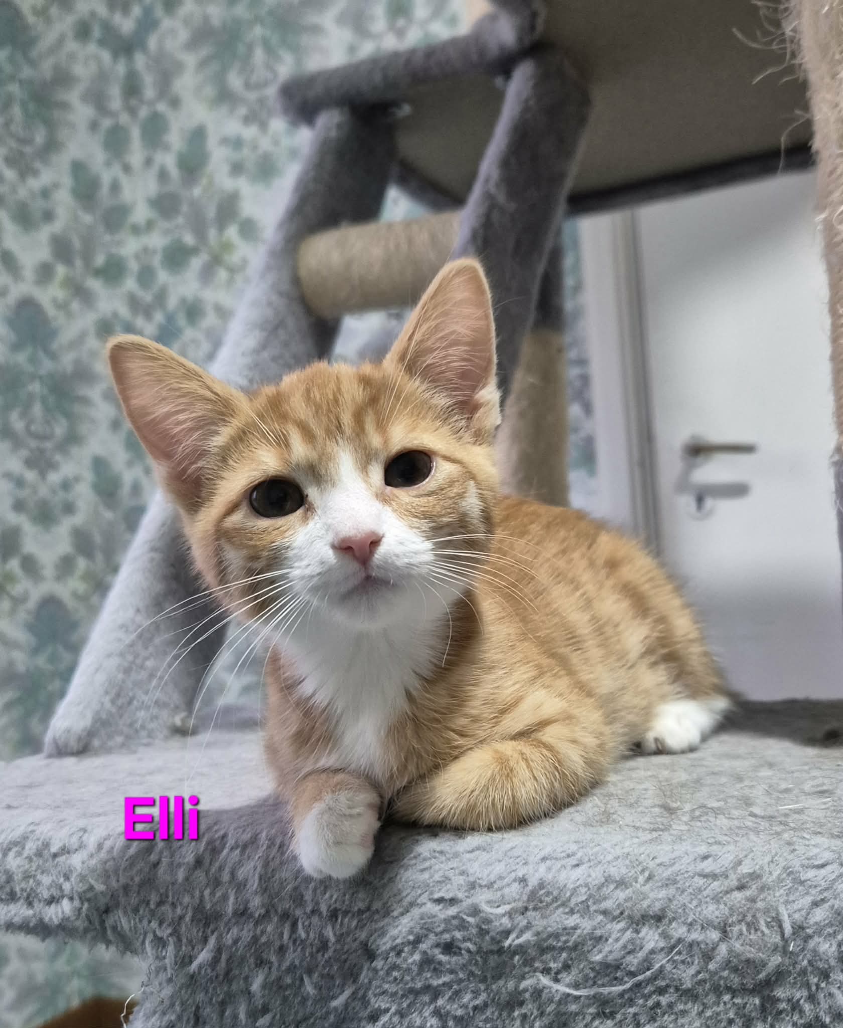 Omplasseringshjelpen for katter's image