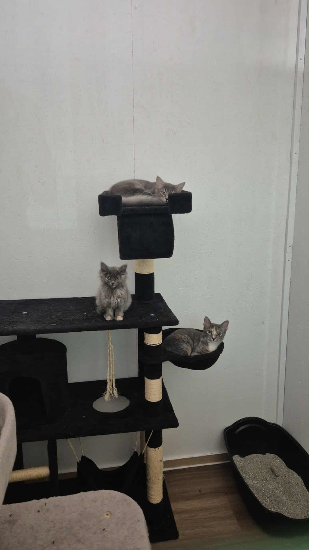 Omplasseringshjelpen for katter's image