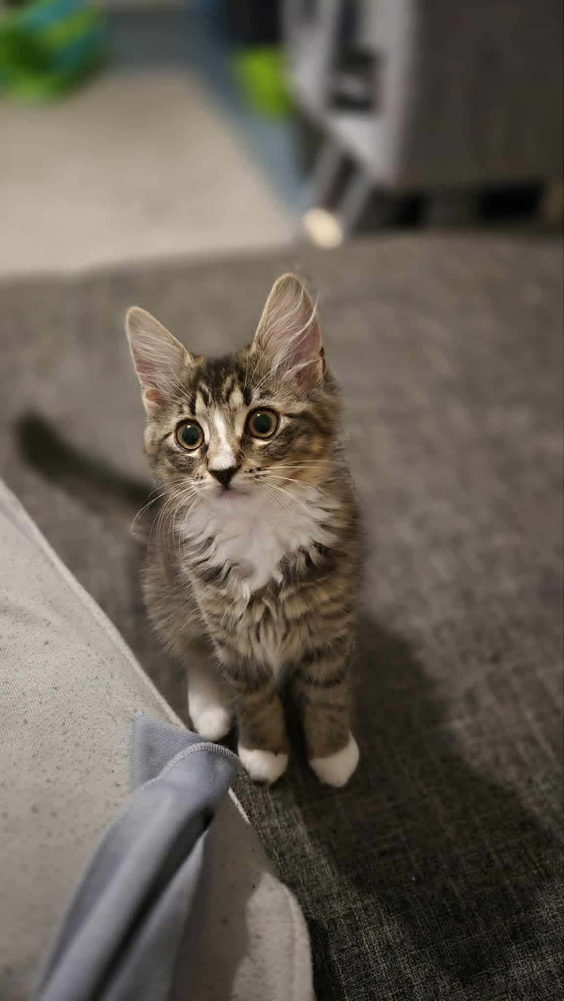 Omplasseringshjelpen for katter's image