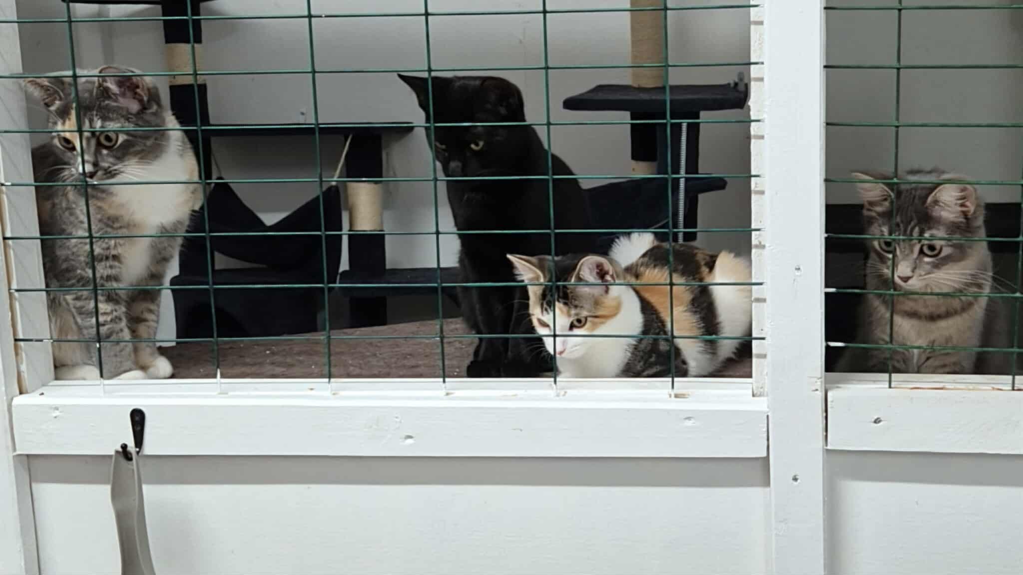 Omplasseringshjelpen for katter's image