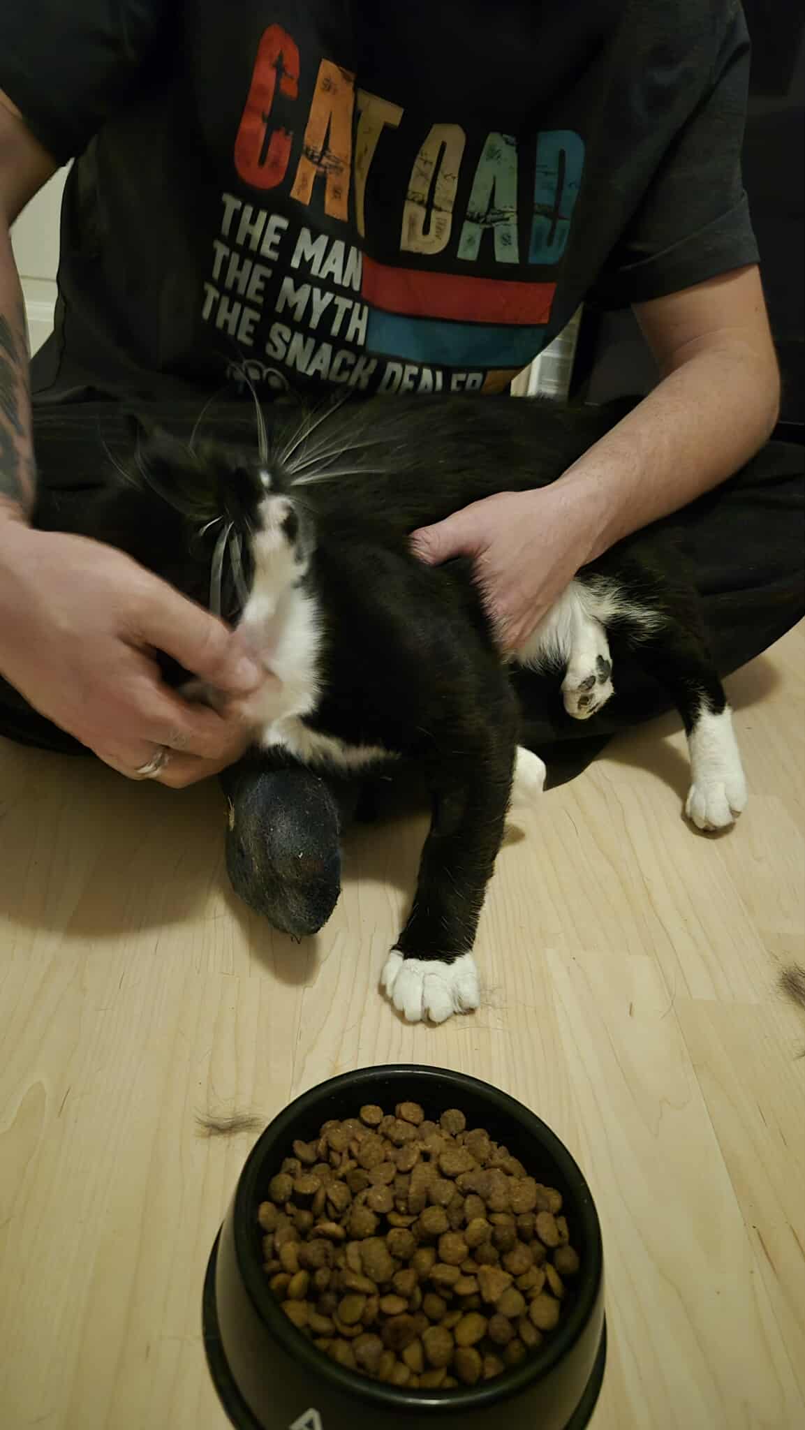 Omplasseringshjelpen for katter's image