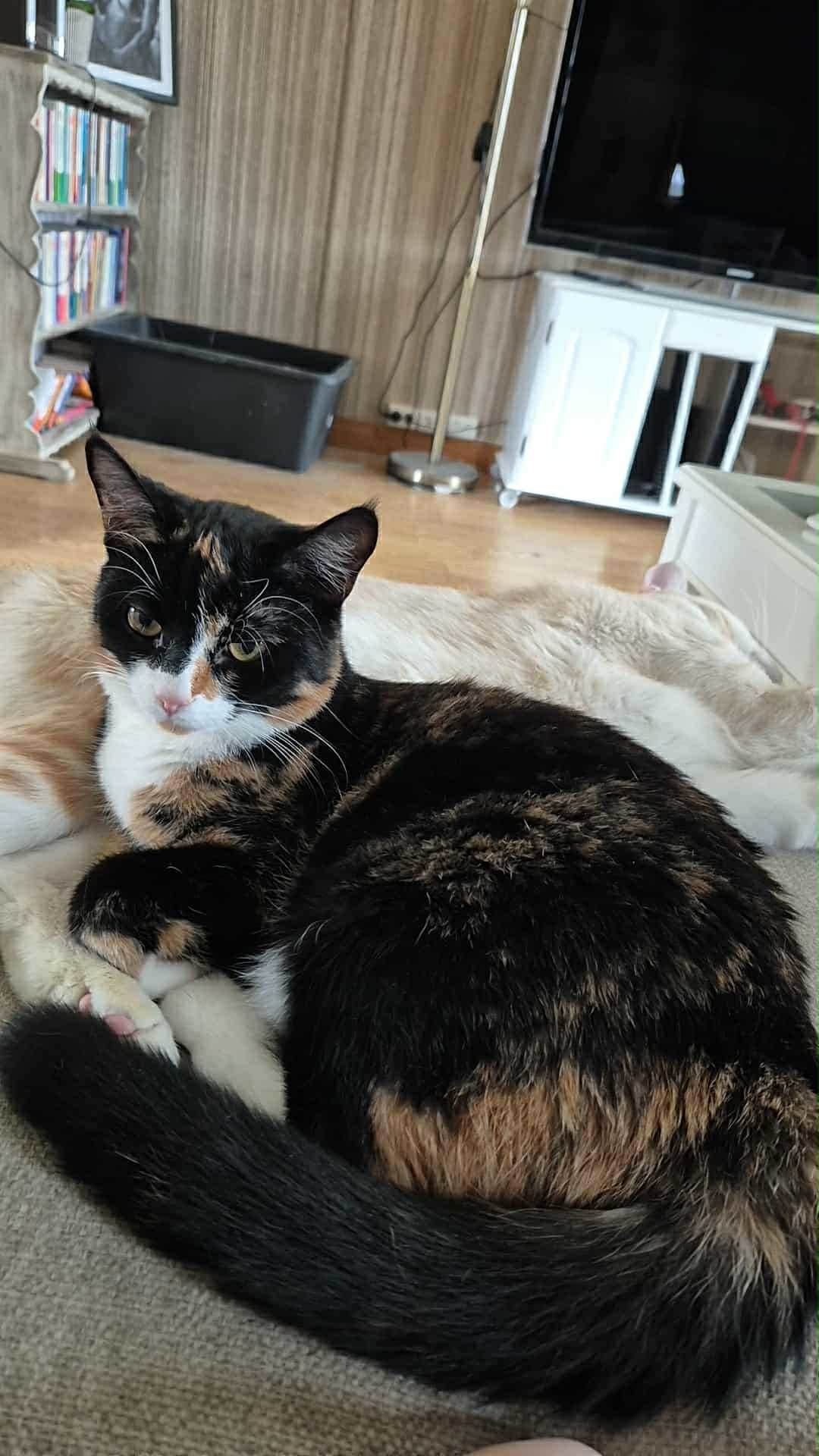 Omplasseringshjelpen for katter's image