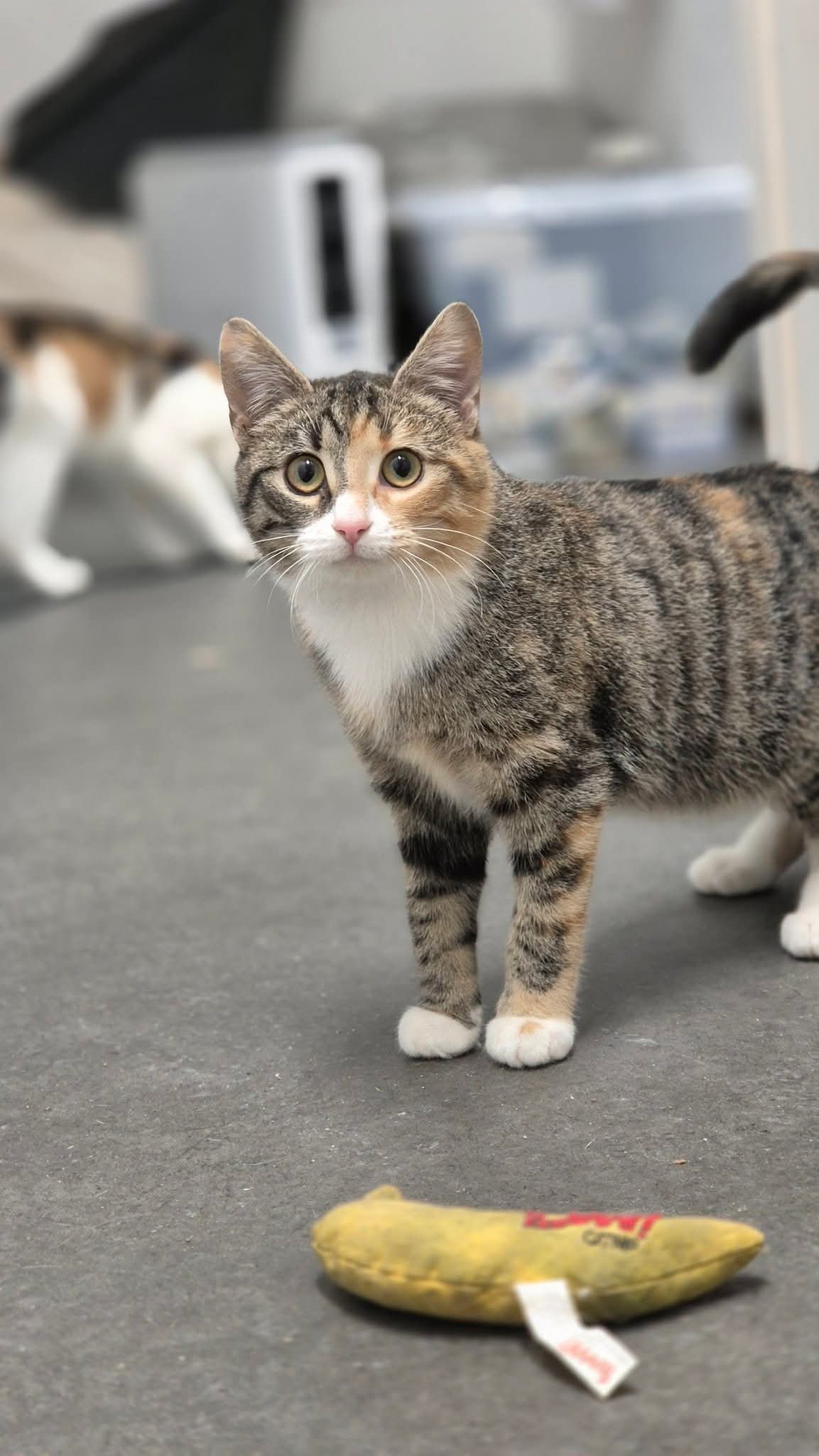 Omplasseringshjelpen for katter's image