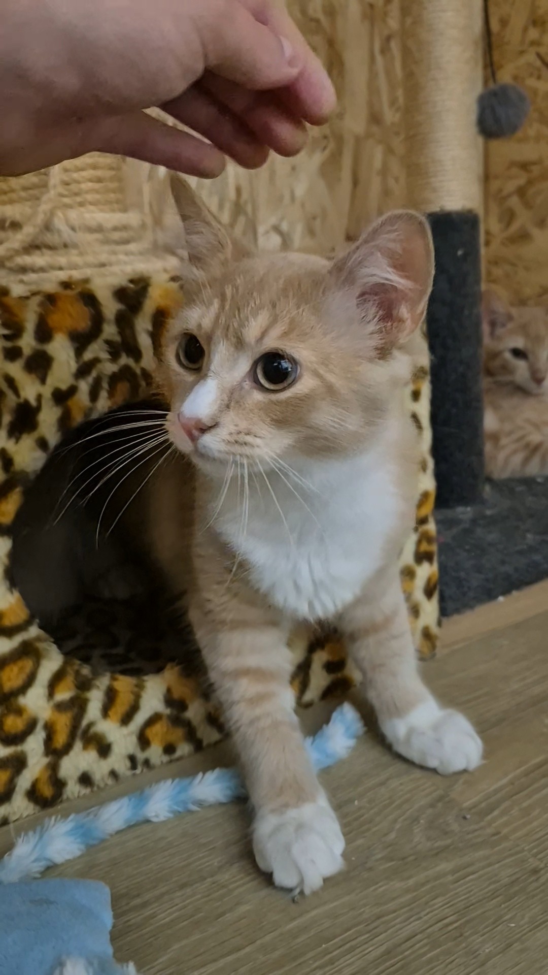 Omplasseringshjelpen for katter's image