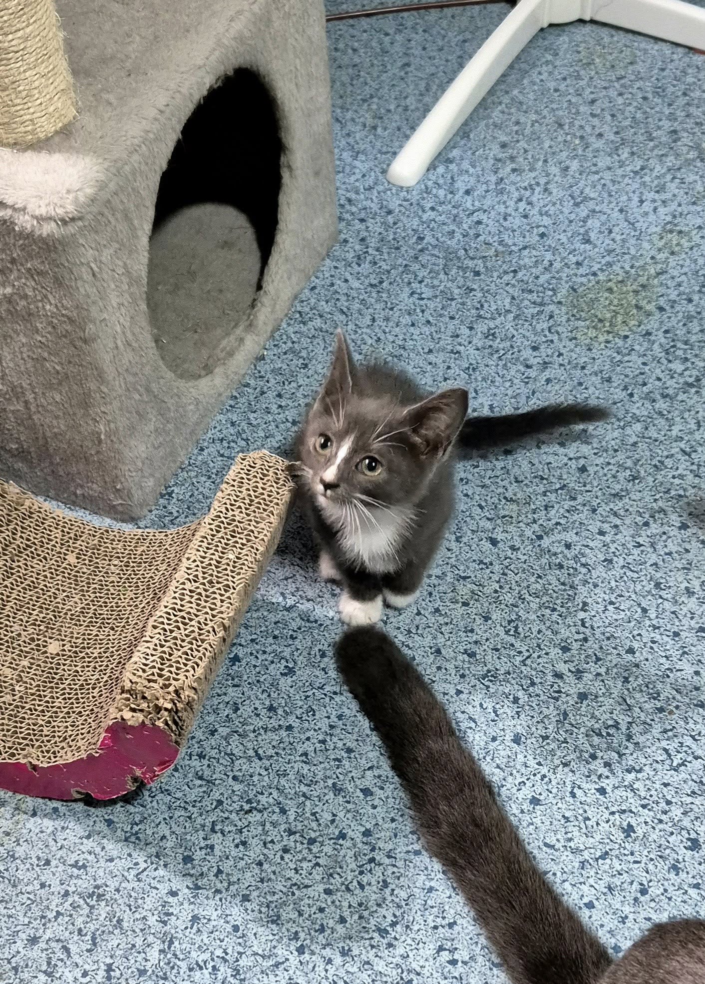 Omplasseringshjelpen for katter's image