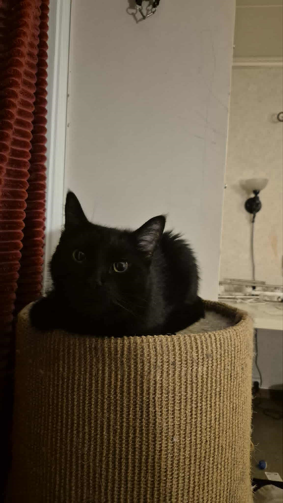 Omplasseringshjelpen for katter's image