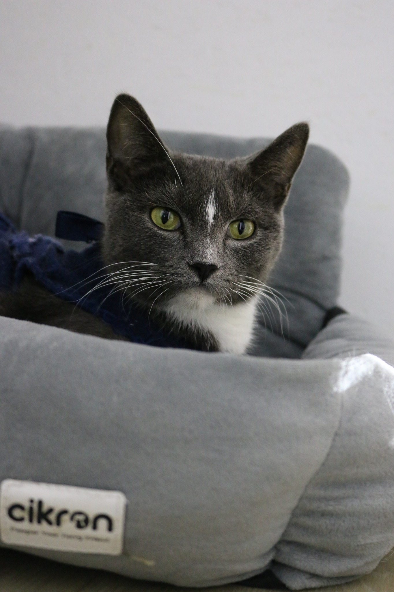 Omplasseringshjelpen for katter's image