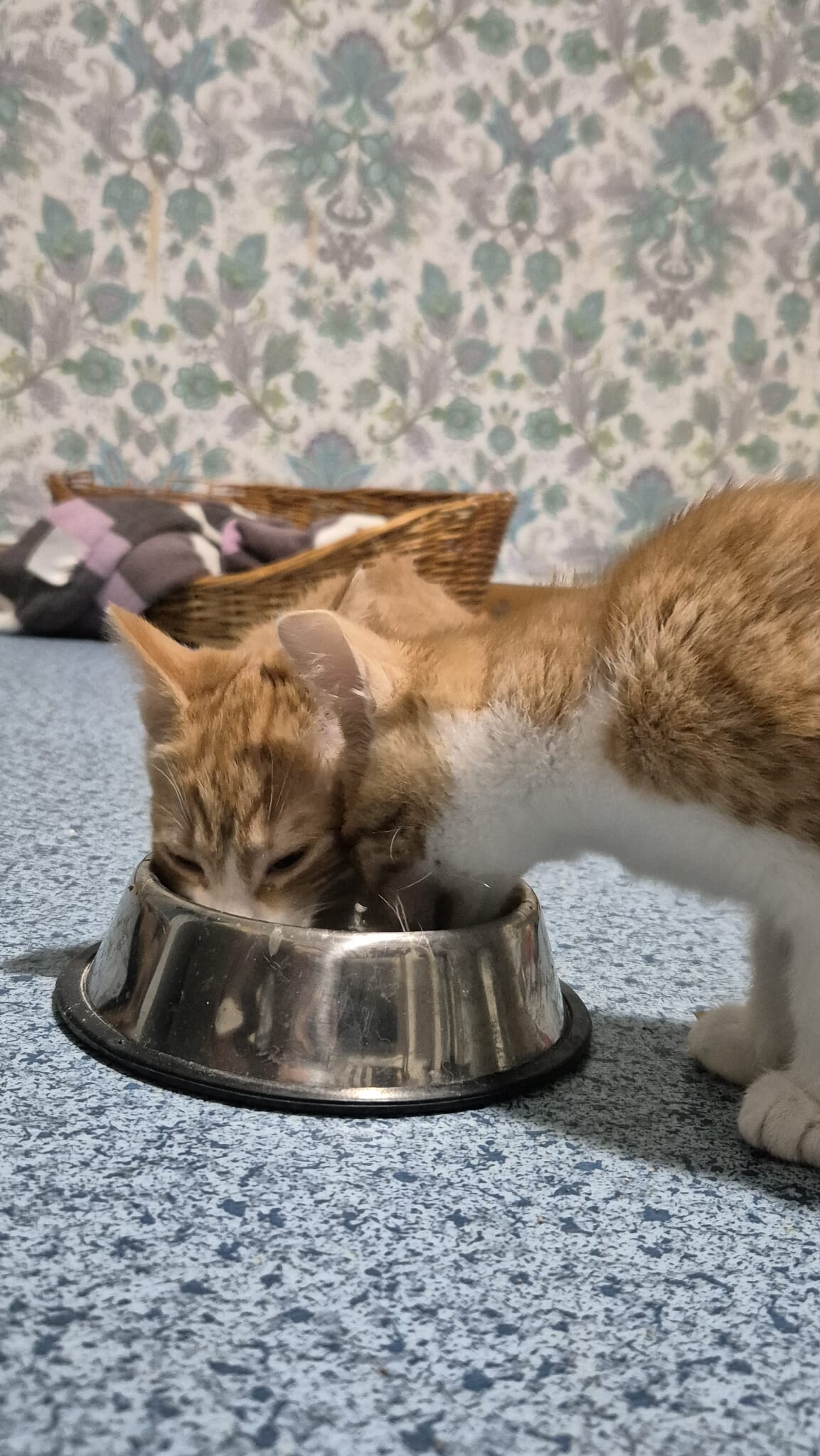 Omplasseringshjelpen for katter's image