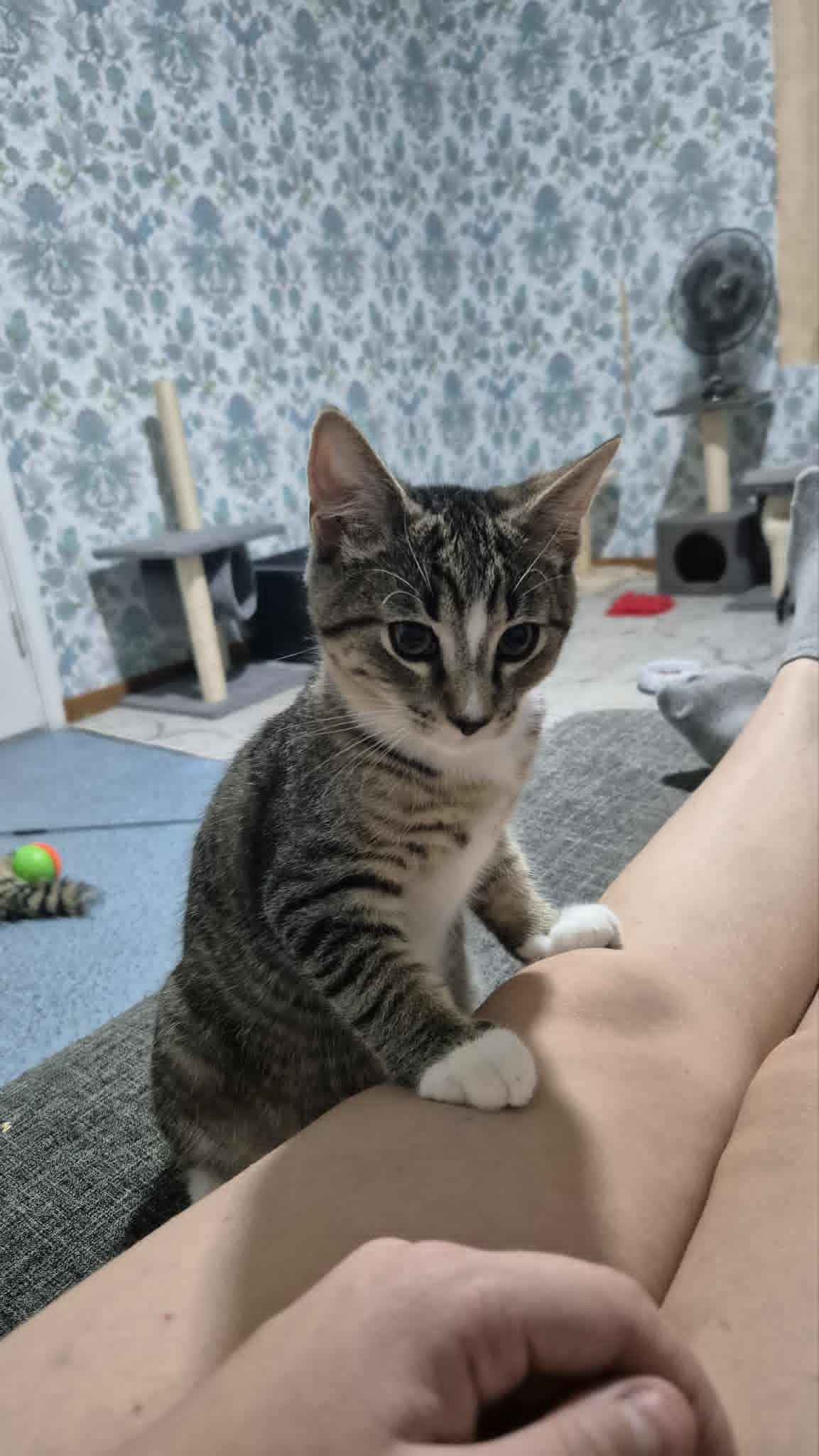 Omplasseringshjelpen for katter's image