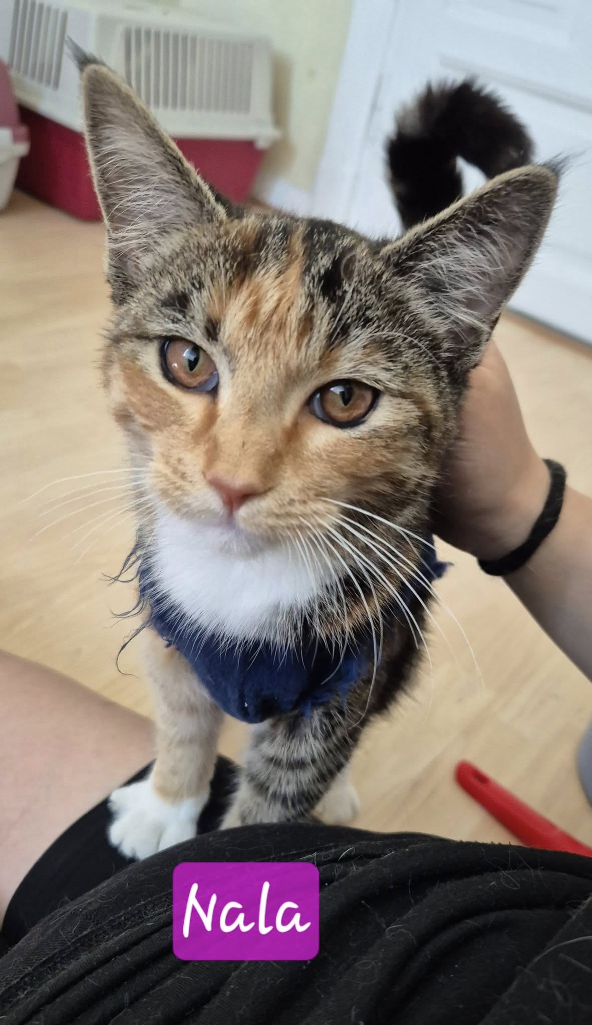 Omplasseringshjelpen for katter's image