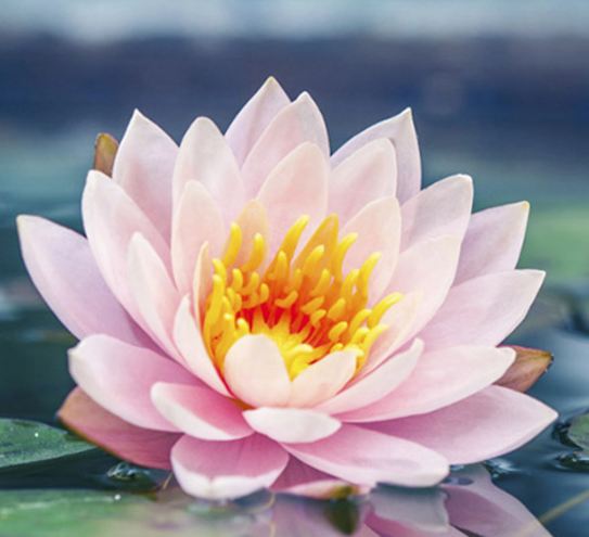 Bliss Beauty Bar –Japanse Head Spa, Spa & Facials in Houston's image