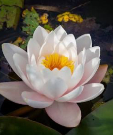 Bliss Beauty Bar –Japanse Head Spa, Spa & Facials in Houston's image