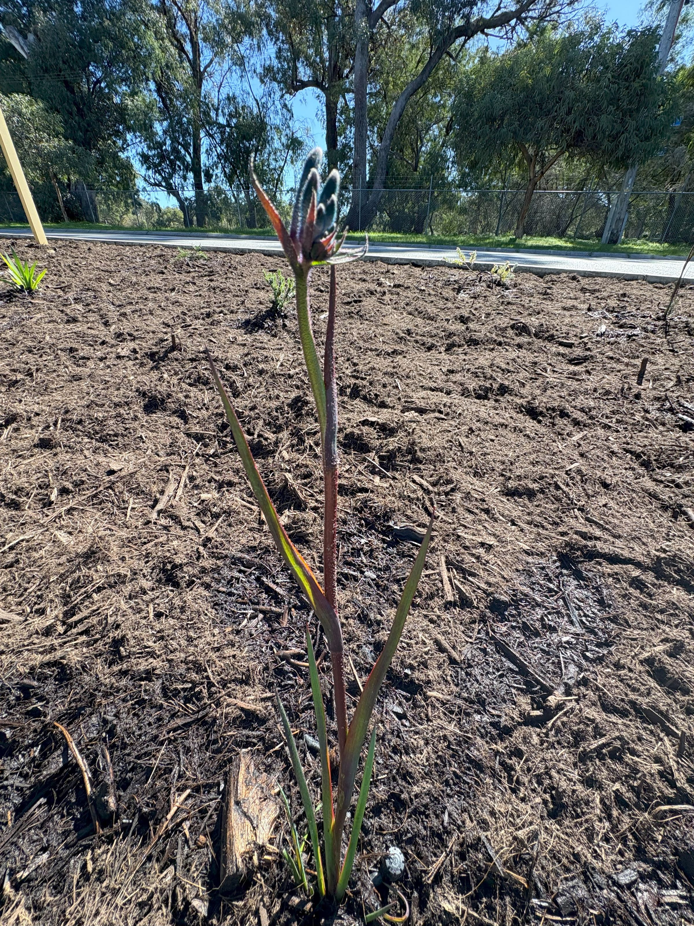 Black Kangaroo Paw