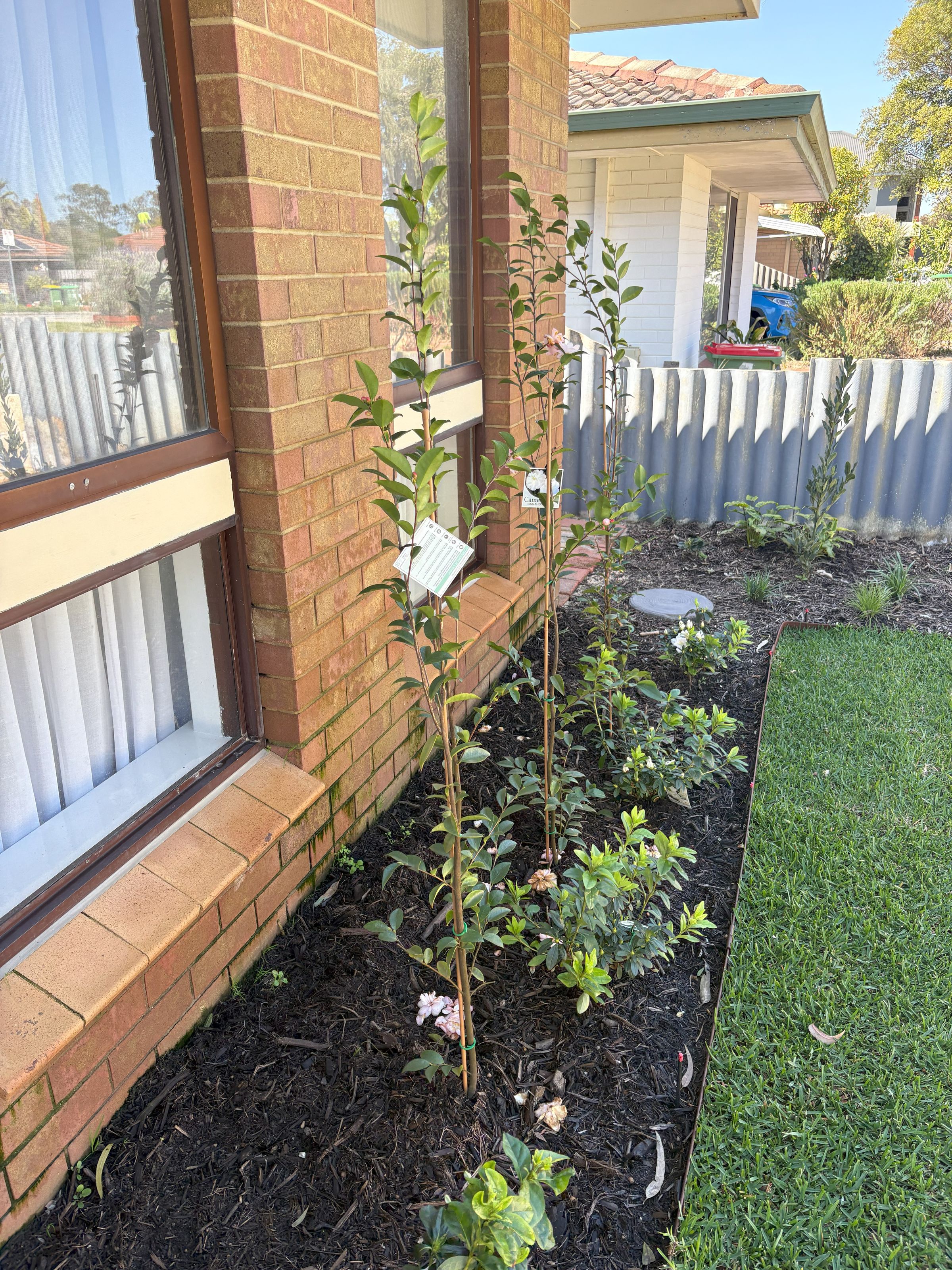 Camelia Plants