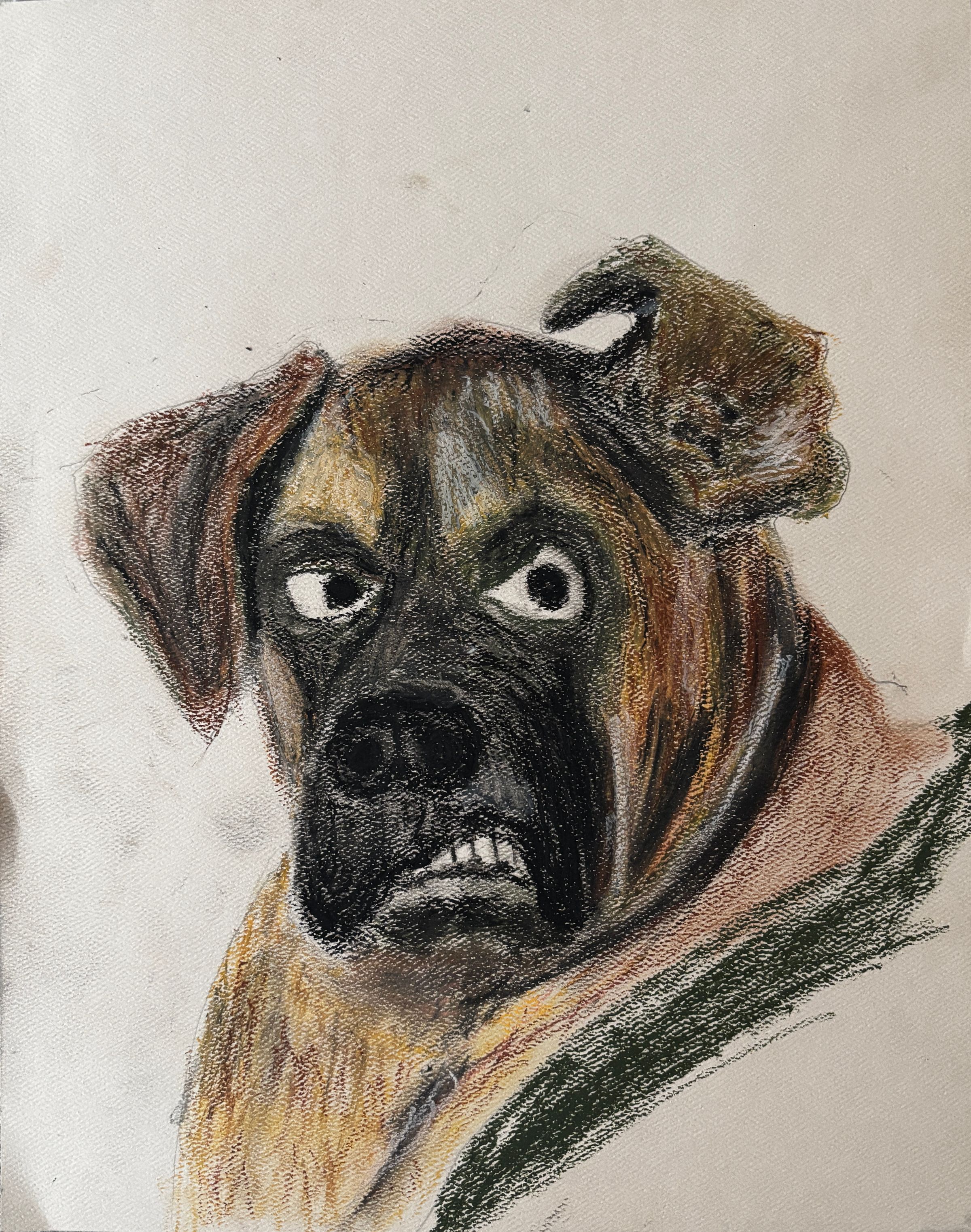 Tasmanian Frannie