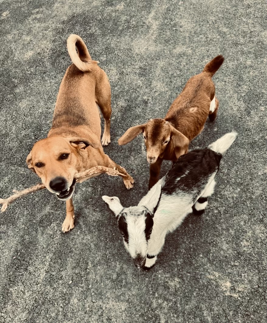 Riddick- Our Mountain Cur herder.