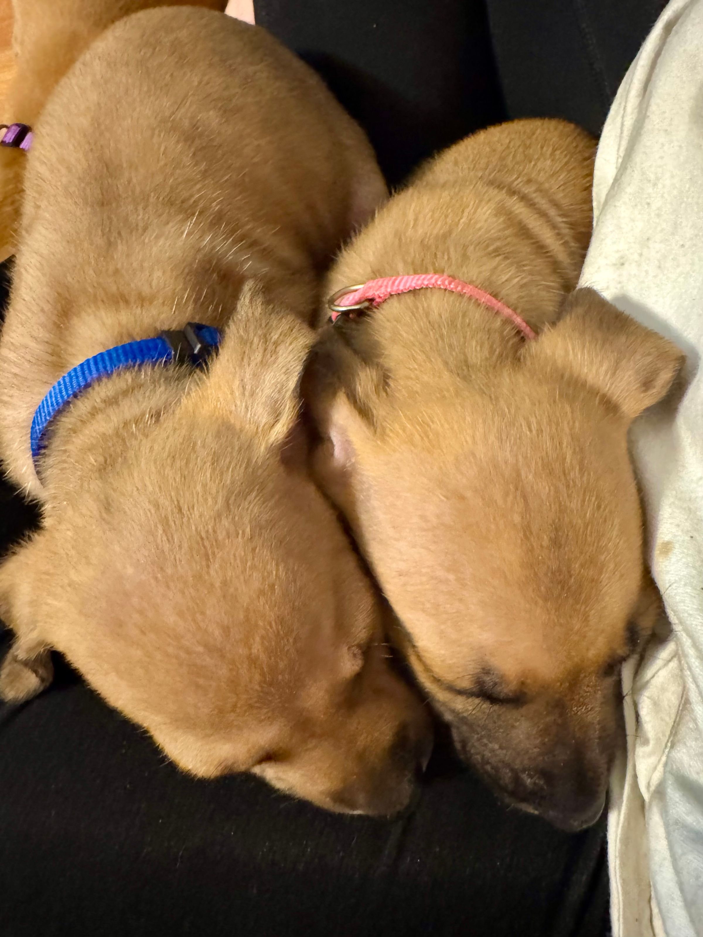 HARVEST HILLS HOMESTEAD VA's image