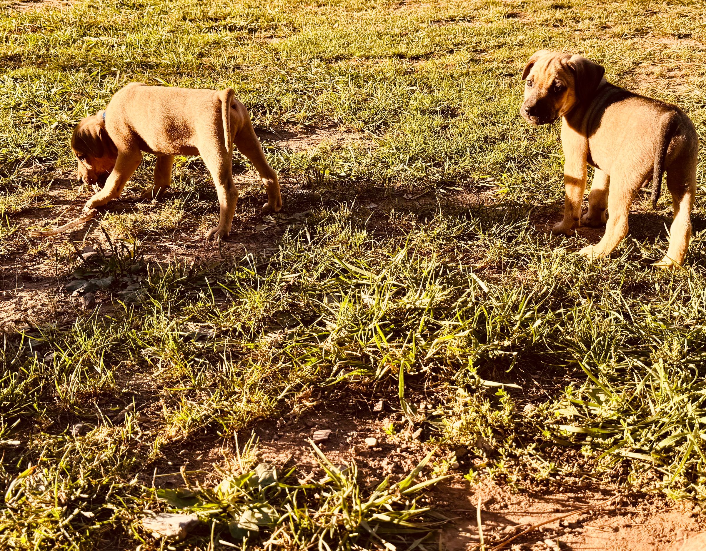 HARVEST HILLS HOMESTEAD VA's image