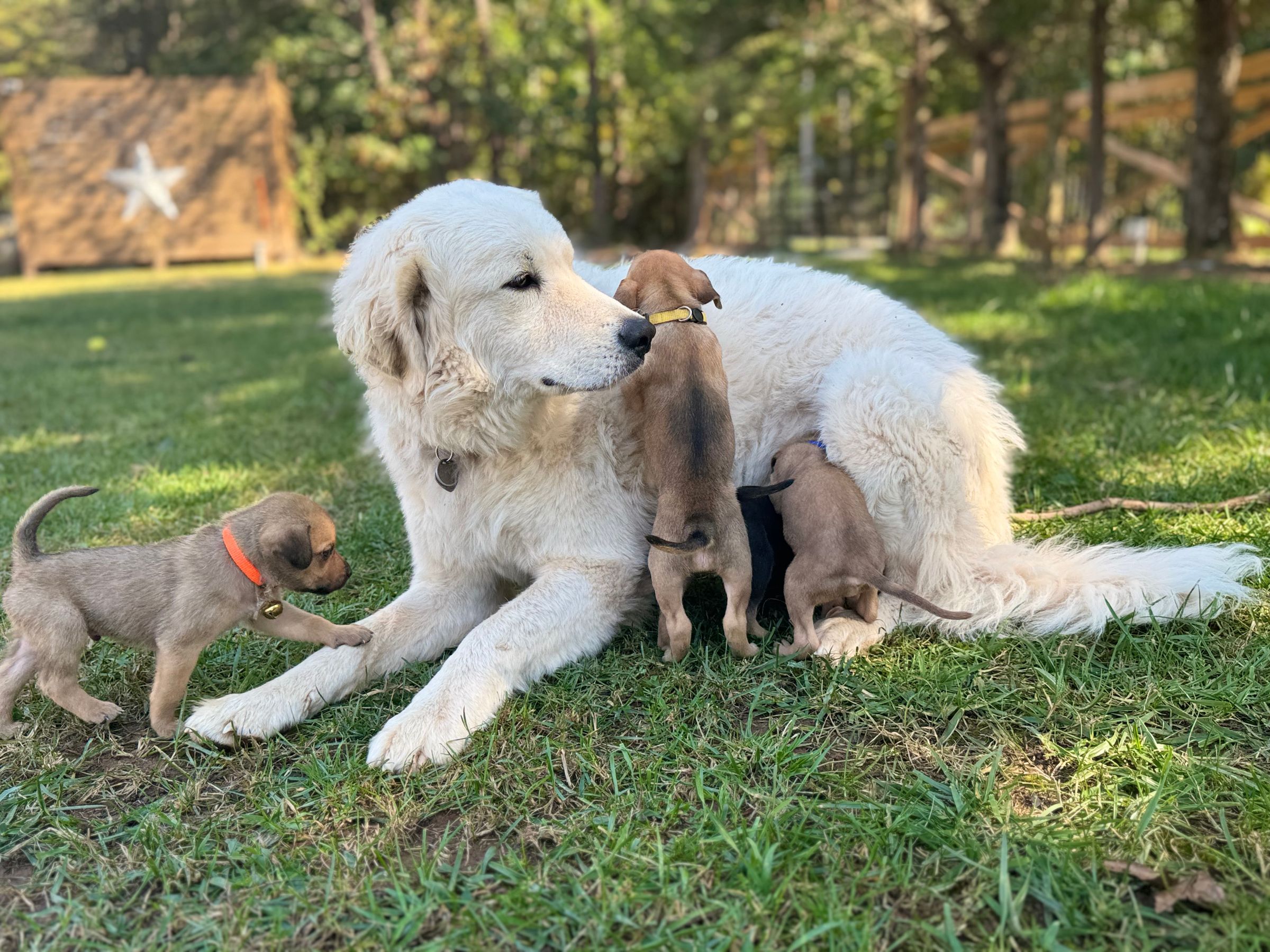 HARVEST HILLS HOMESTEAD VA's image