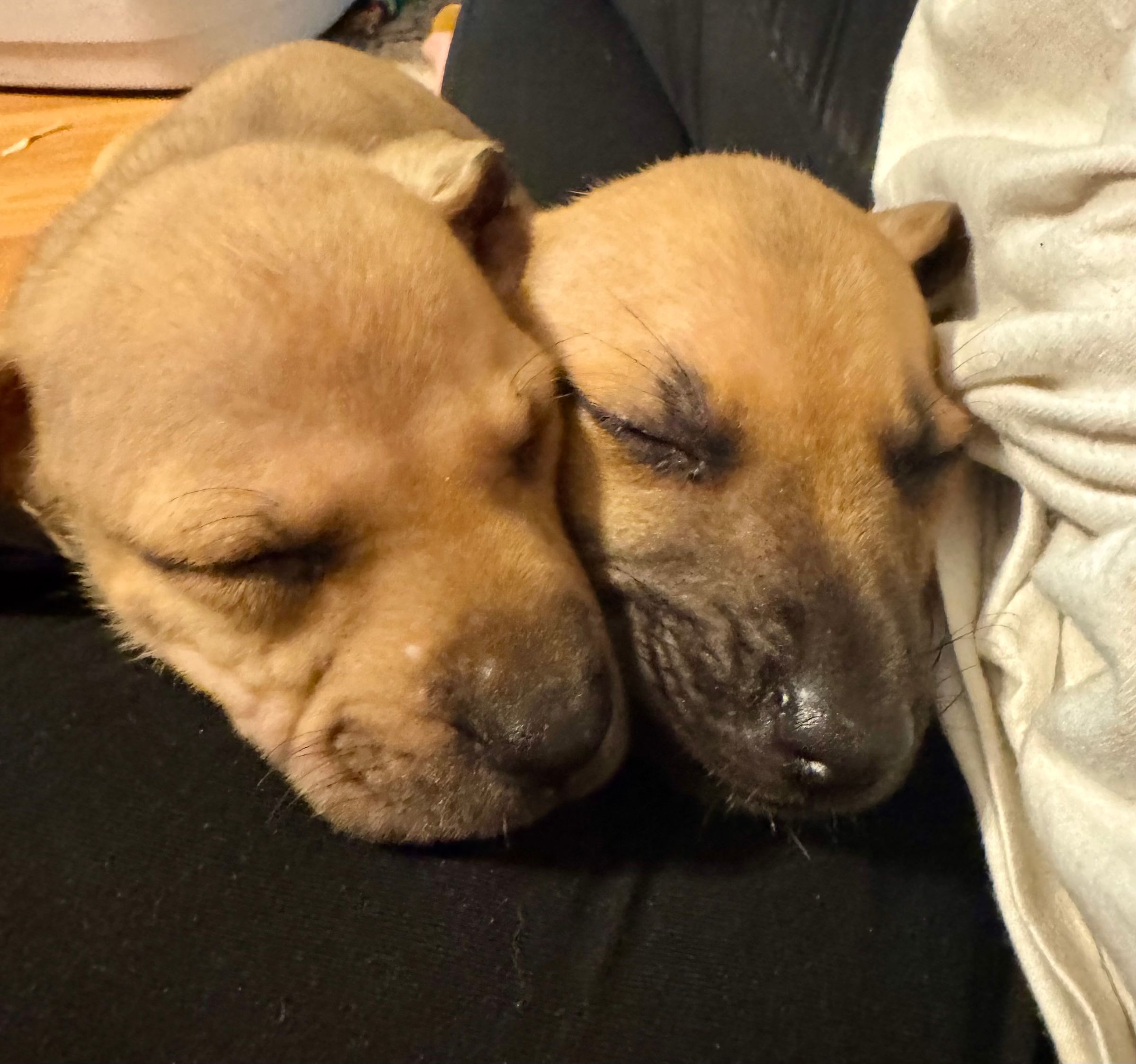 HARVEST HILLS HOMESTEAD VA's image