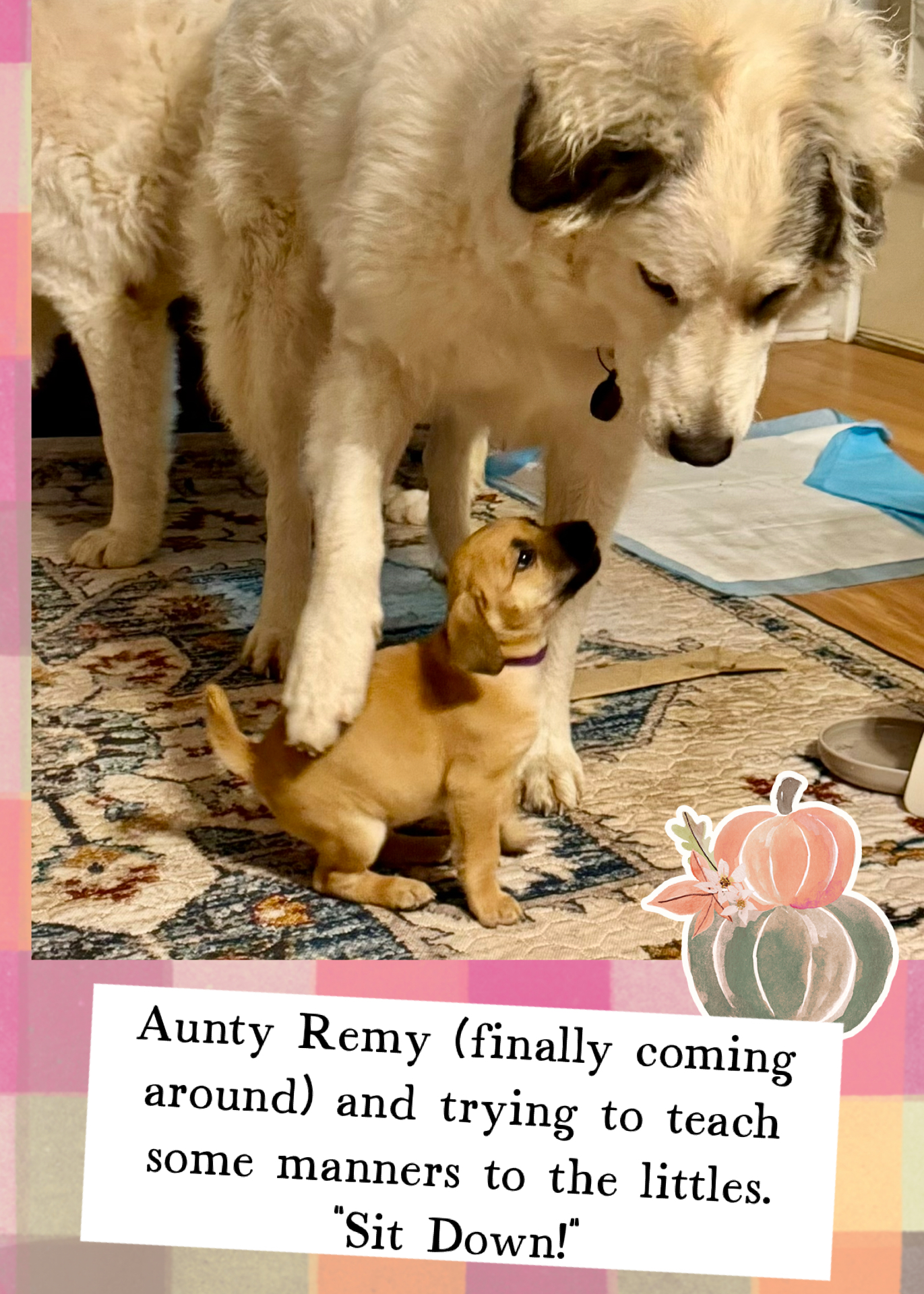 HARVEST HILLS HOMESTEAD VA's image