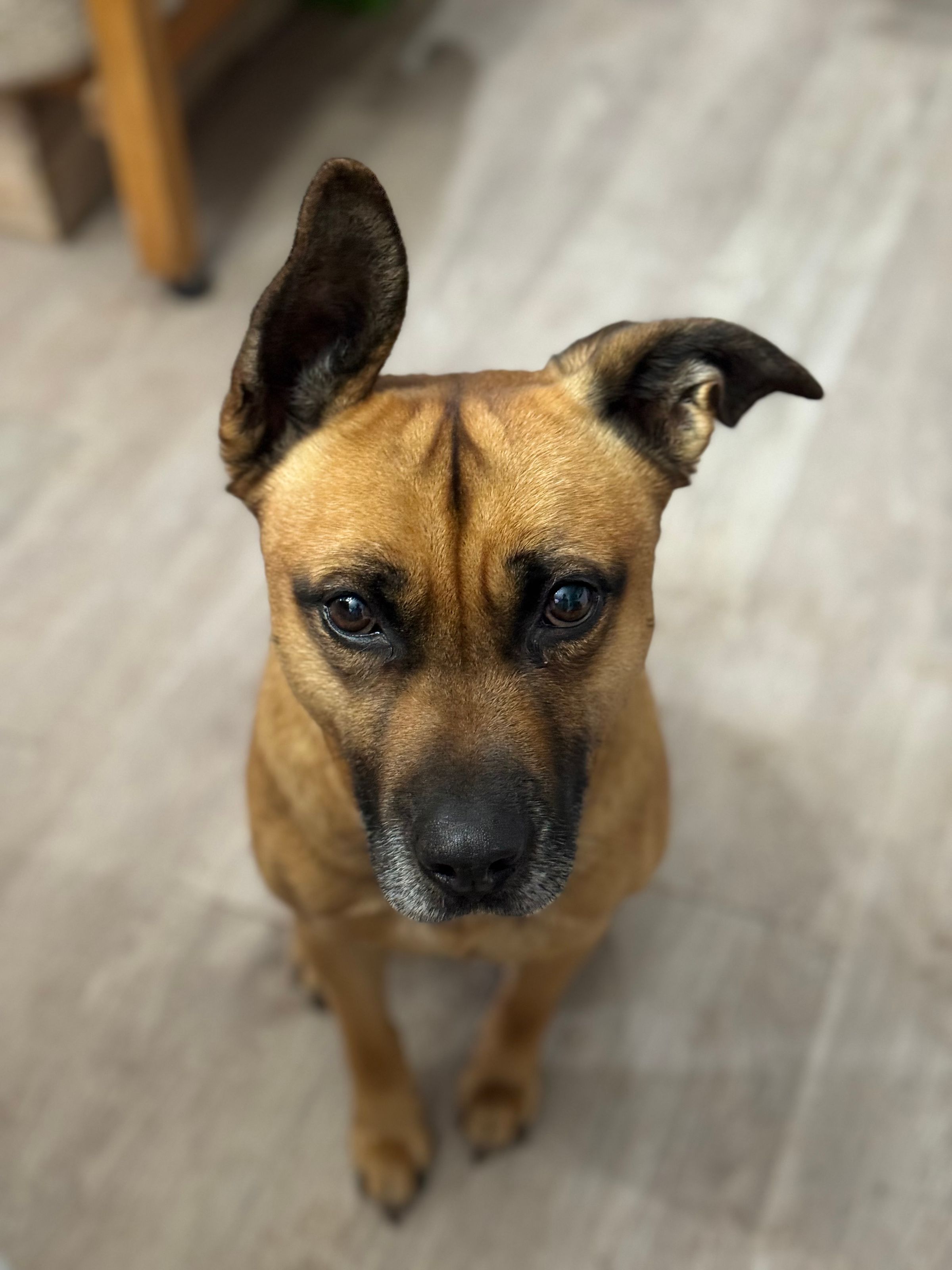 Daisy (our Black Mouth Cur Rescue)