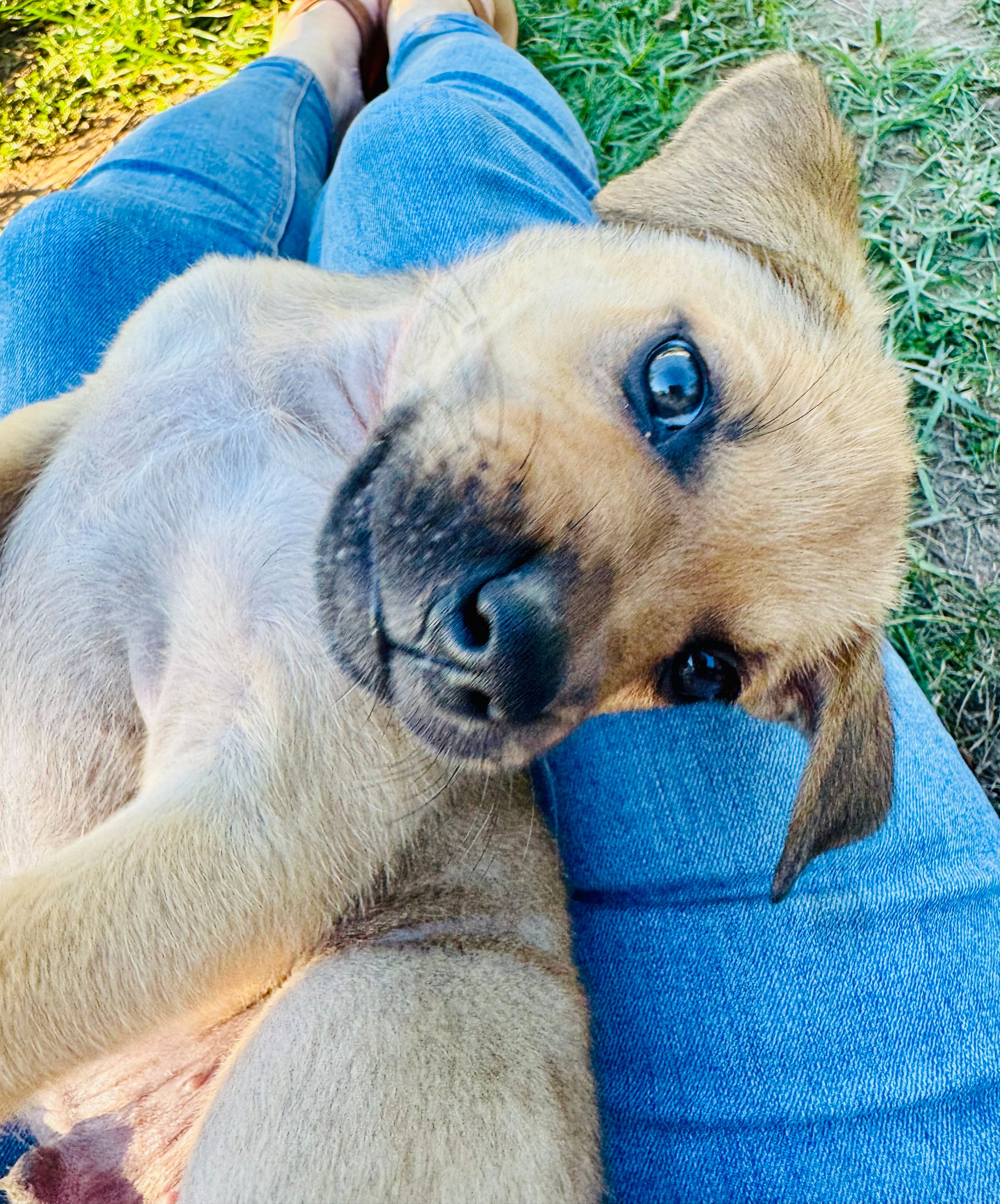 HARVEST HILLS HOMESTEAD VA's image