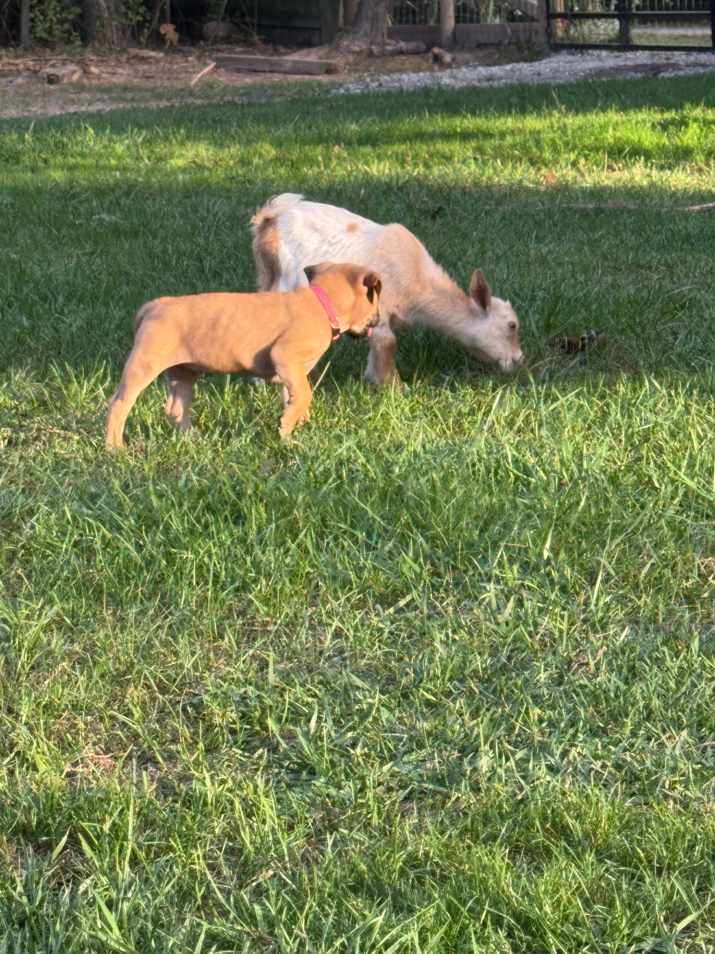 HARVEST HILLS HOMESTEAD VA's image