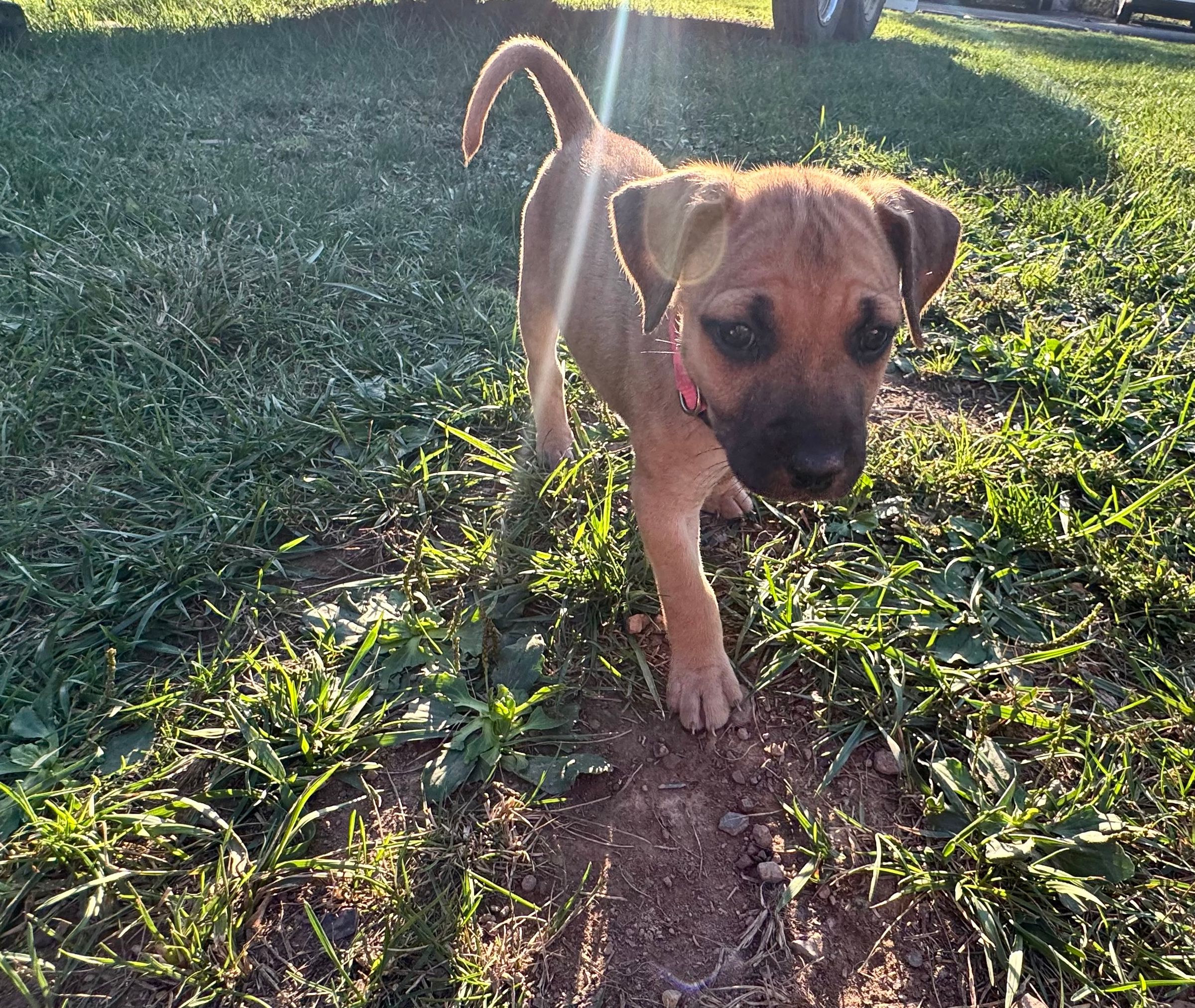 HARVEST HILLS HOMESTEAD VA's image