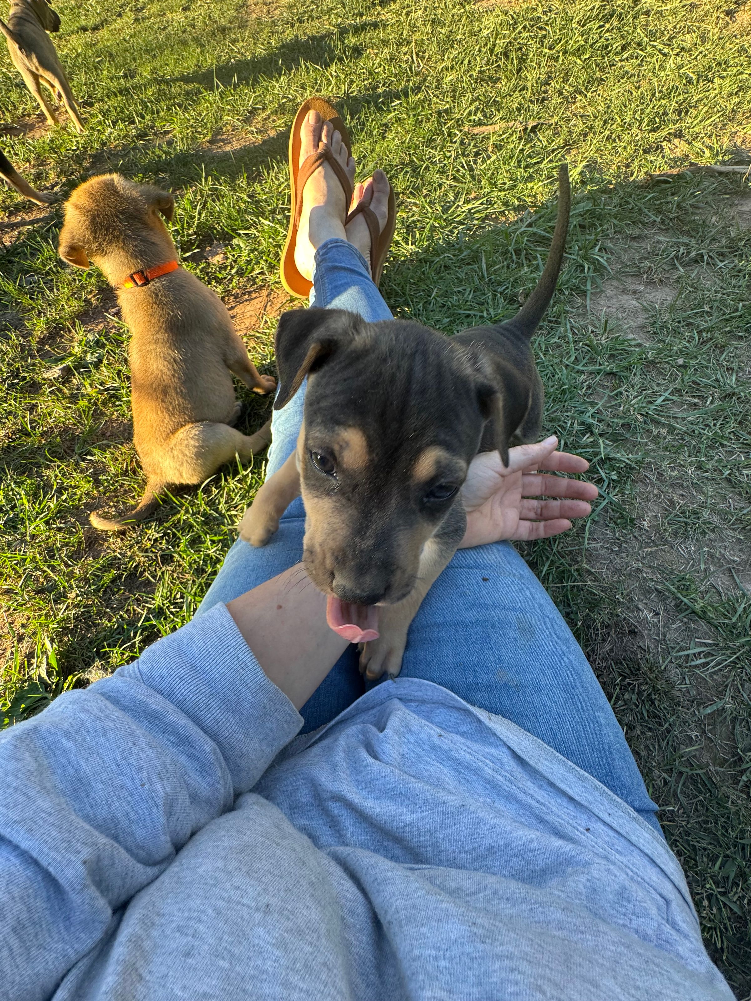 HARVEST HILLS HOMESTEAD VA's image