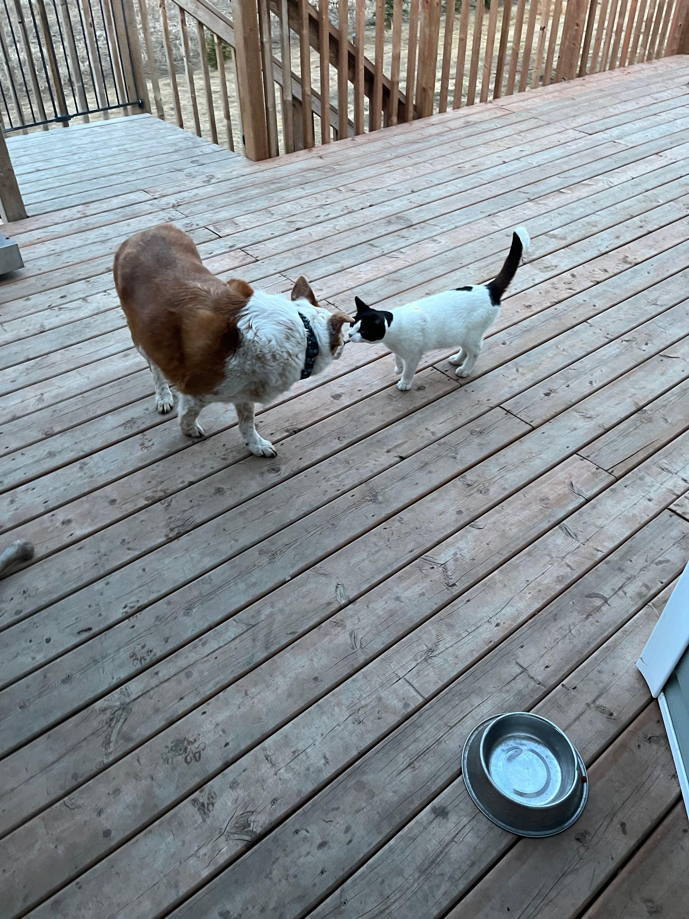 Pawsitive Vibes's image