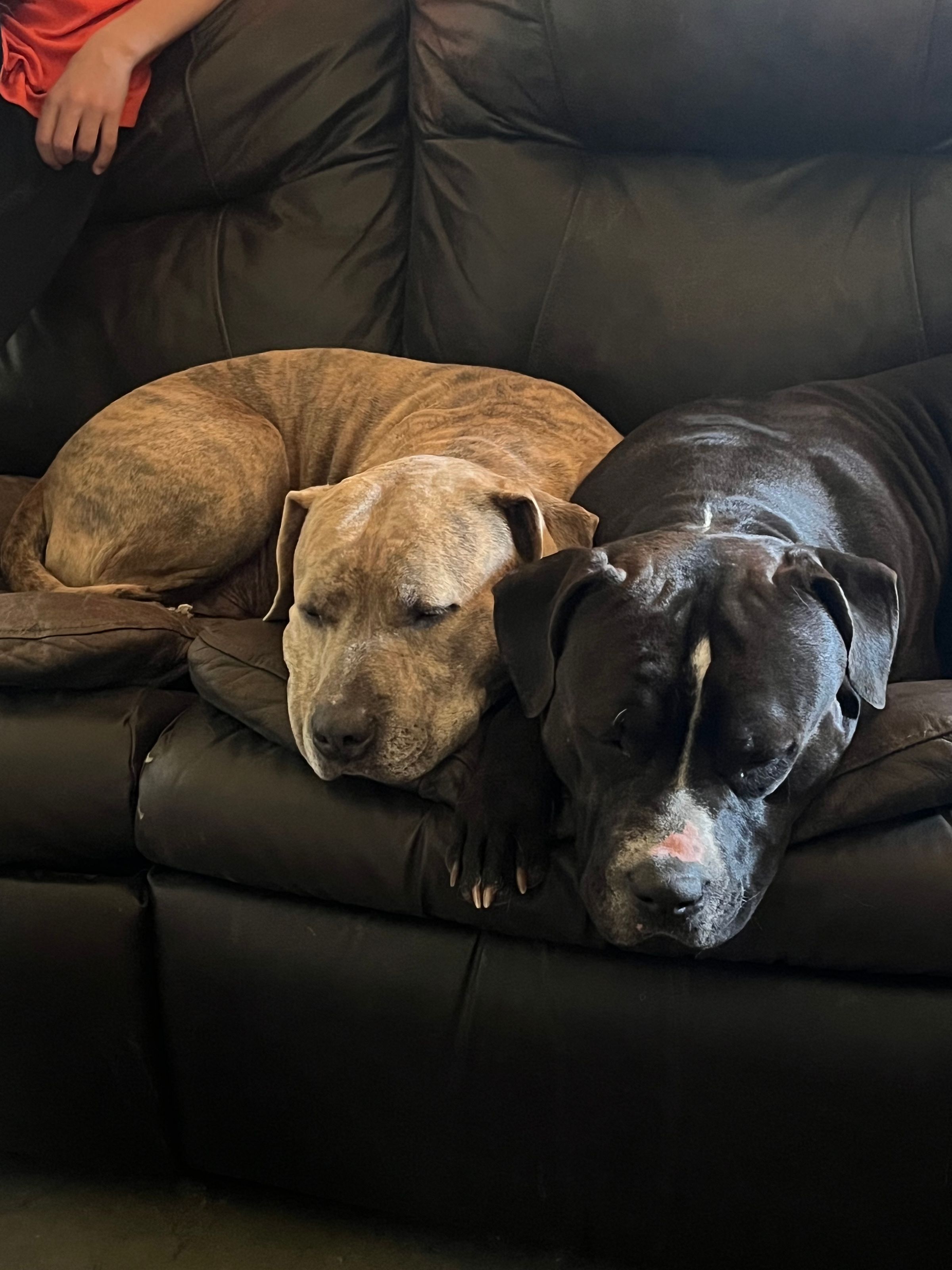 Pawsitive Vibes's image