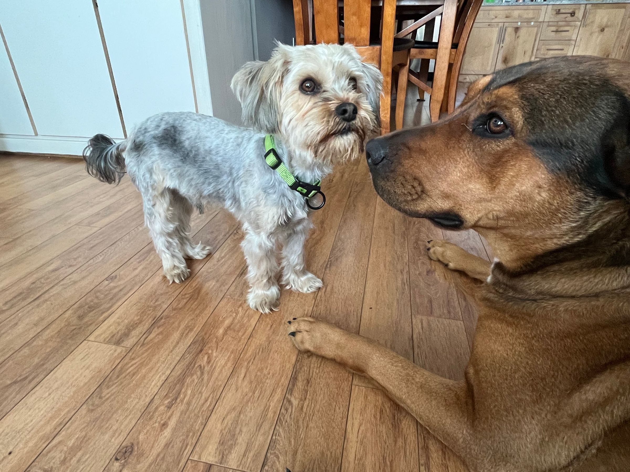 Pawsitive Vibes's image