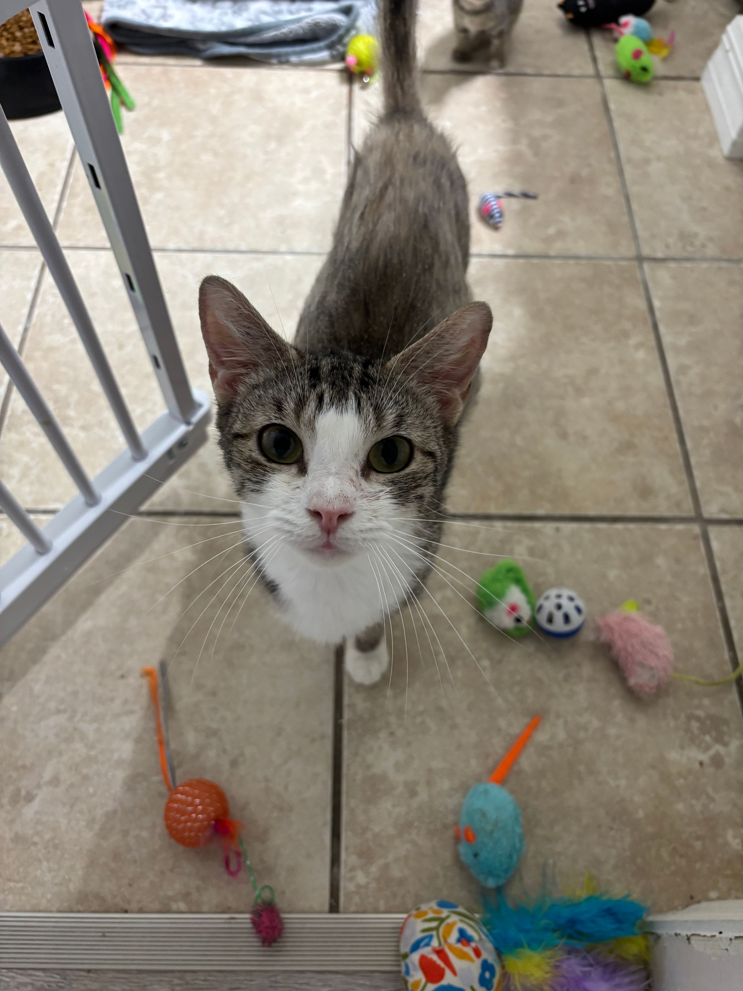 VILLAGE OF PAWSITIVITY's image
