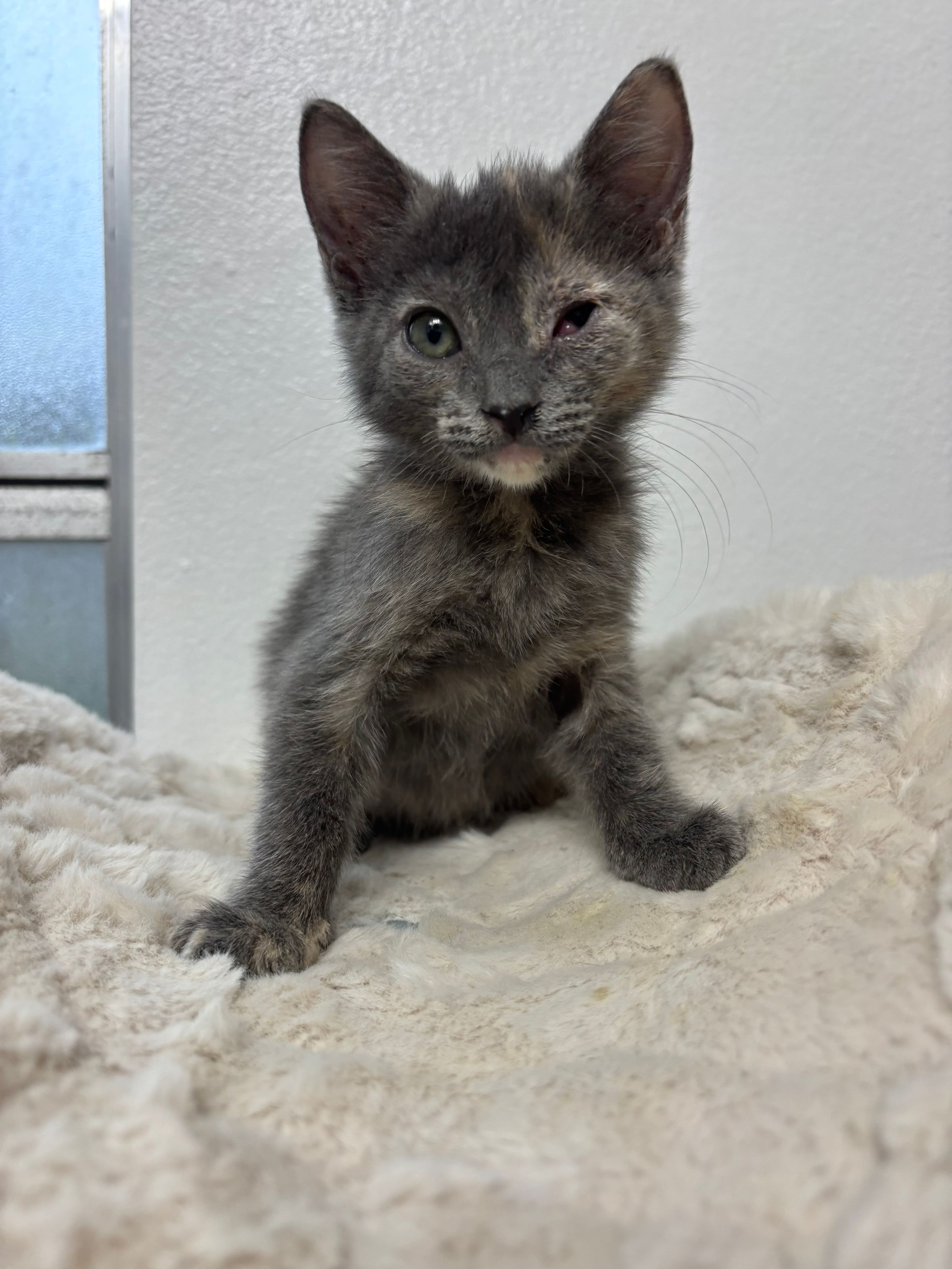 VILLAGE OF PAWSITIVITY's image