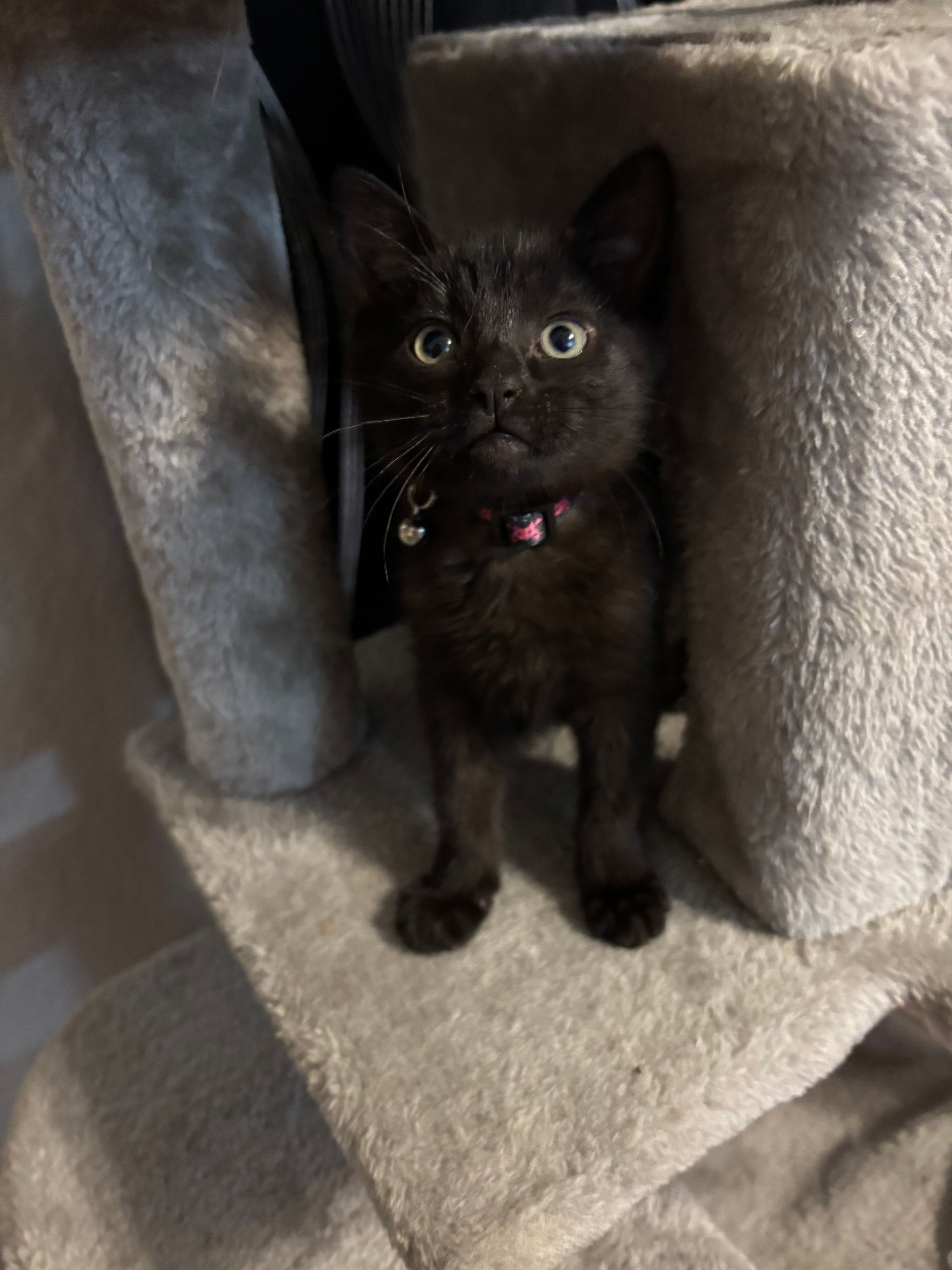 VILLAGE OF PAWSITIVITY's image