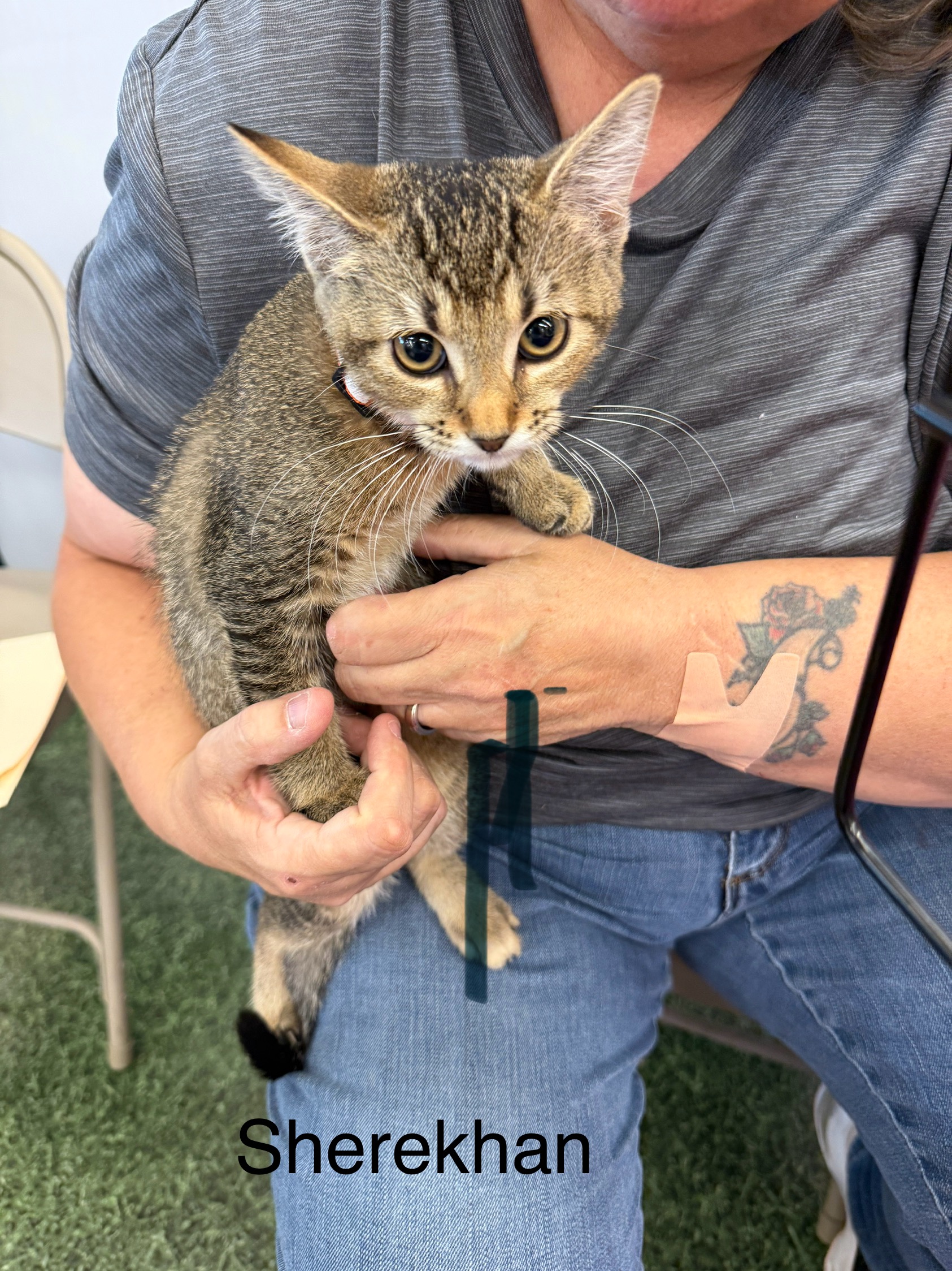 VILLAGE OF PAWSITIVITY's image