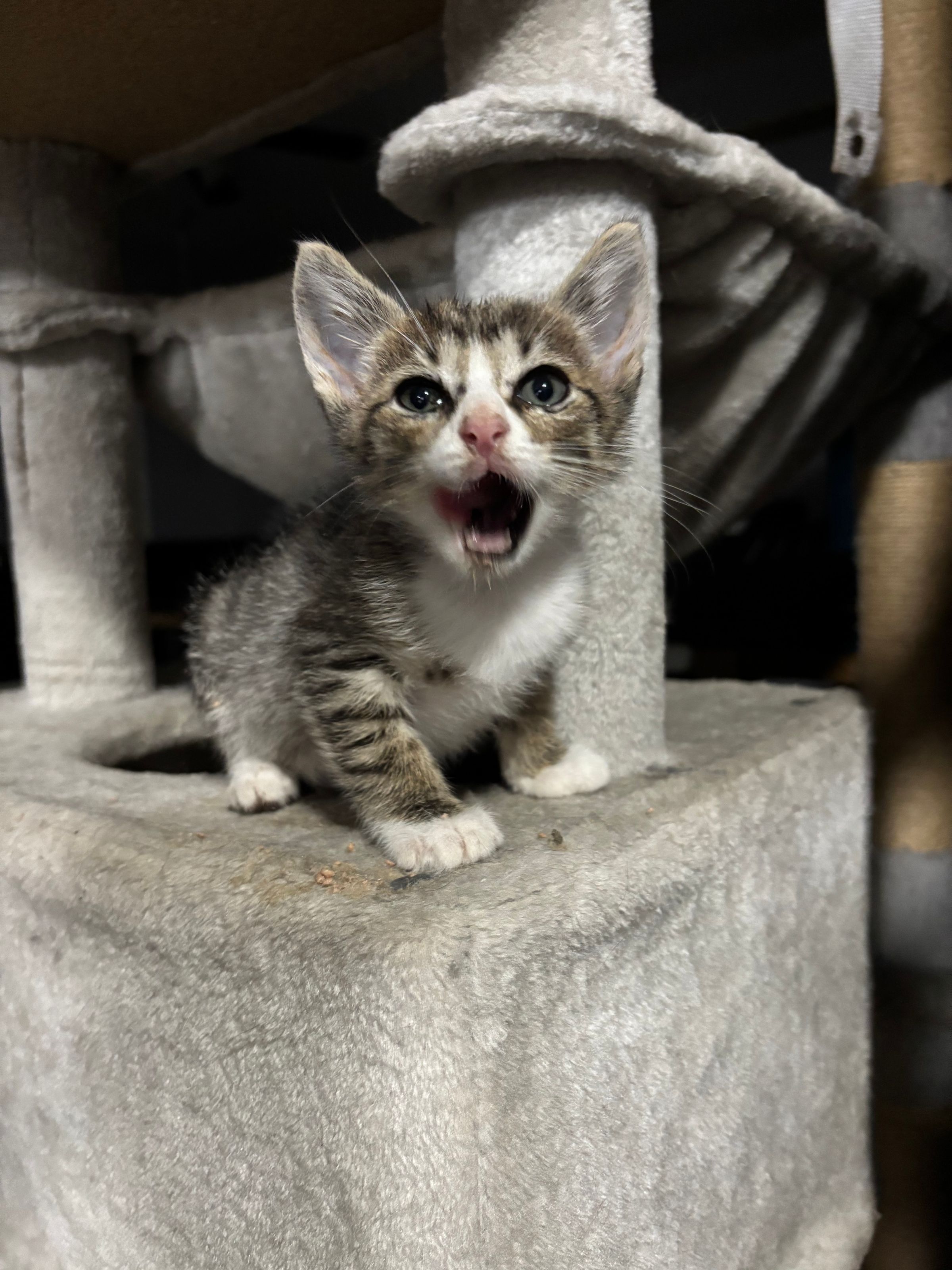 VILLAGE OF PAWSITIVITY's image