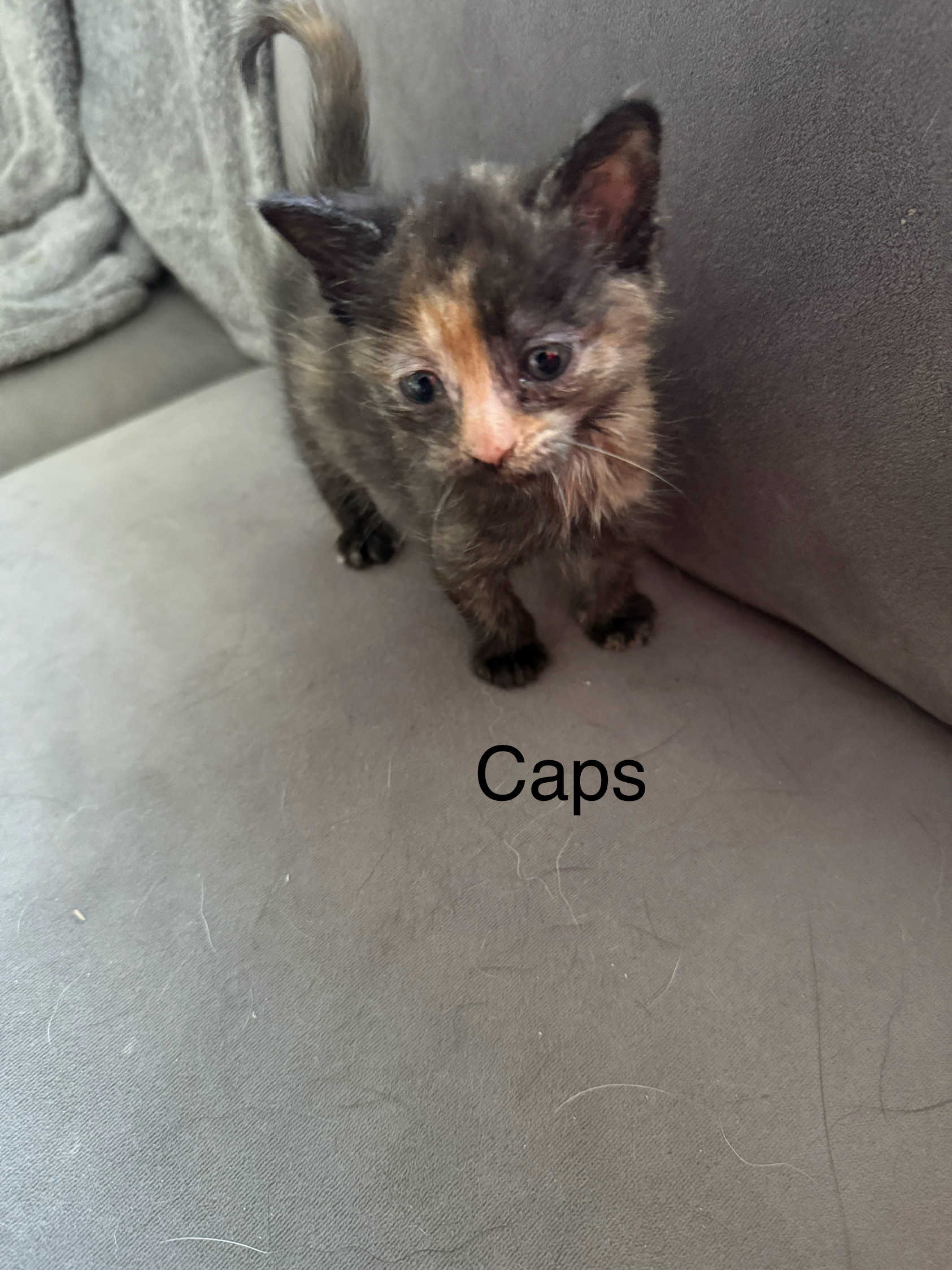VILLAGE OF PAWSITIVITY's image