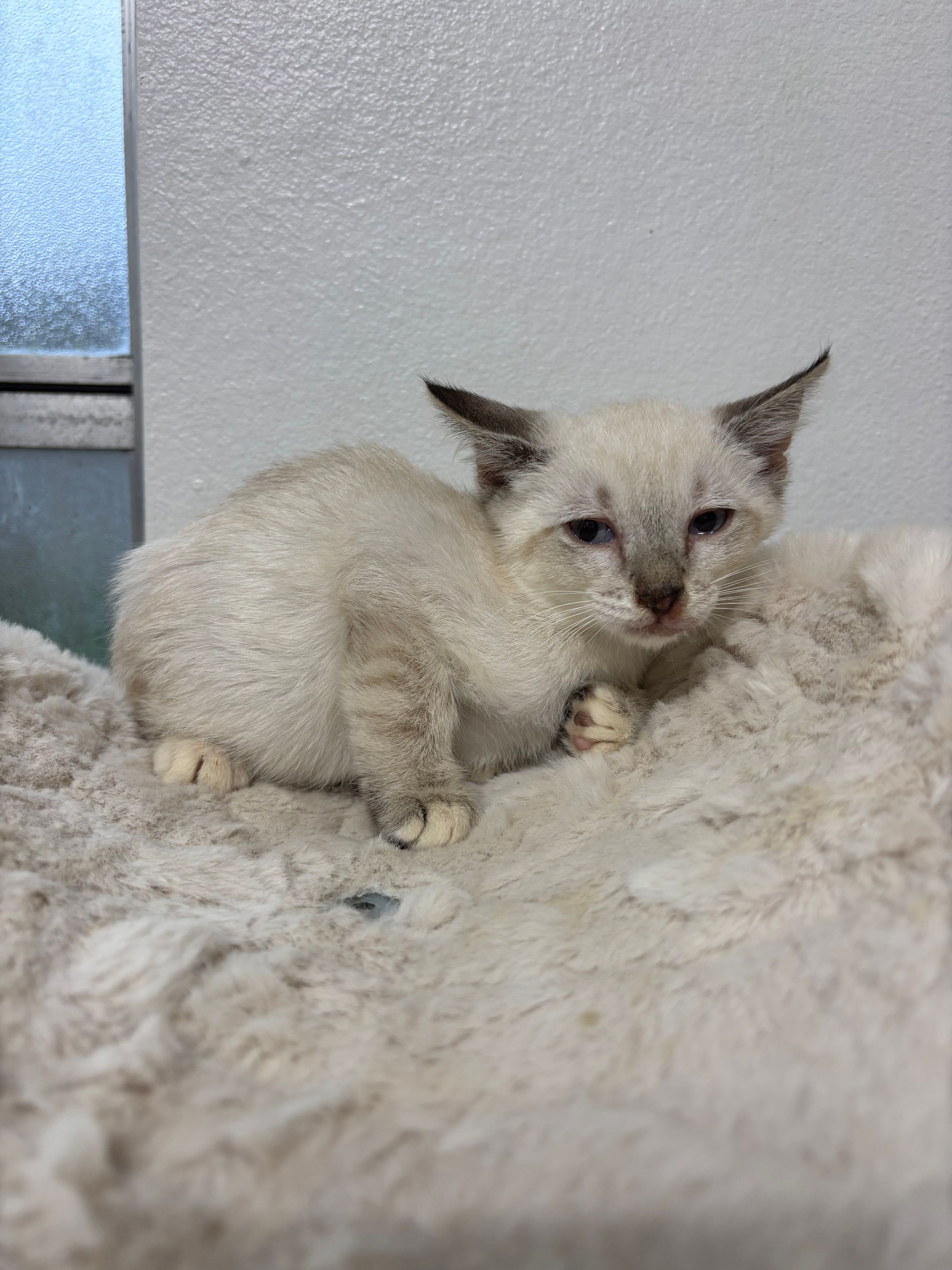 VILLAGE OF PAWSITIVITY's image