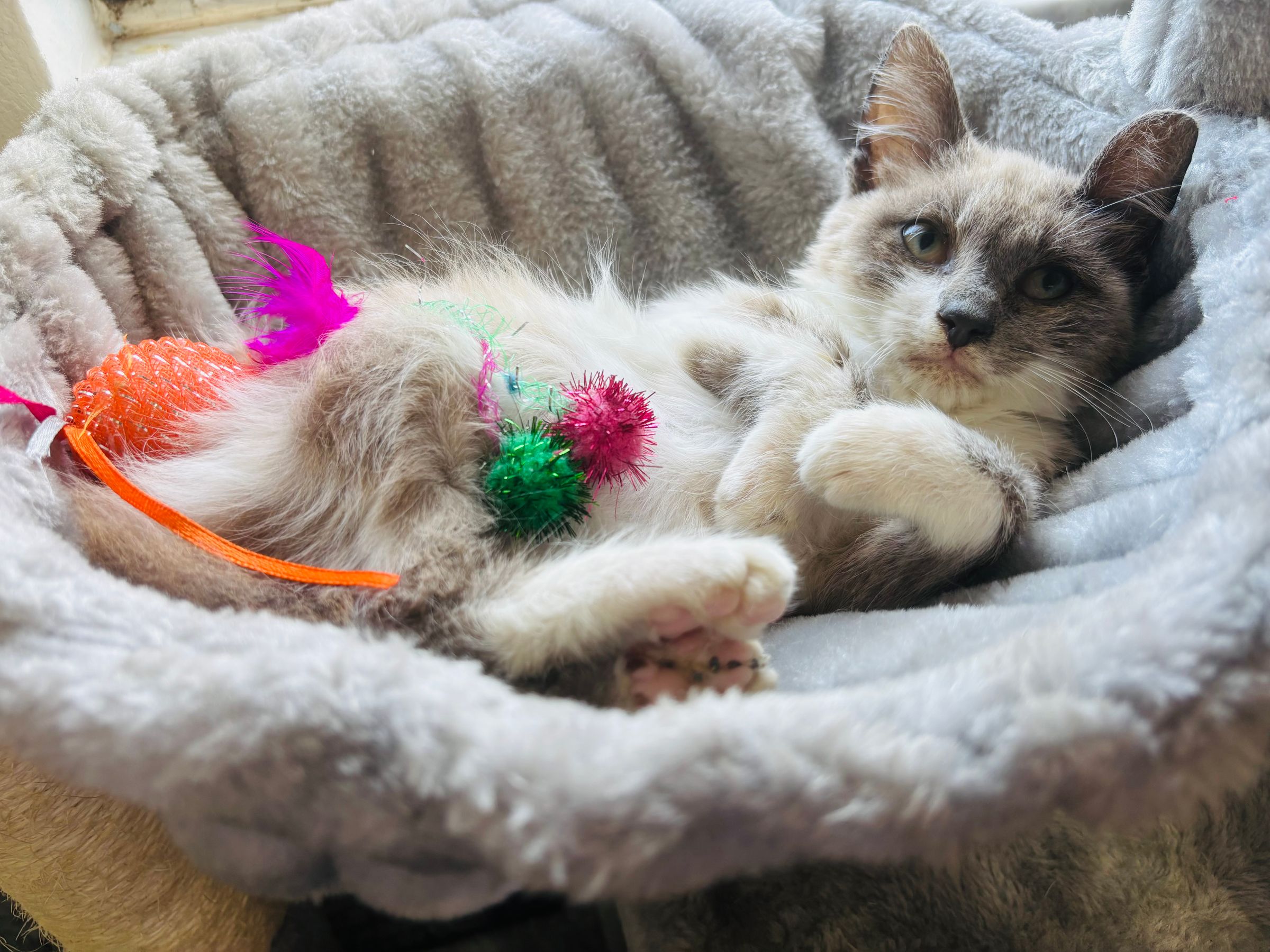 VILLAGE OF PAWSITIVITY's image