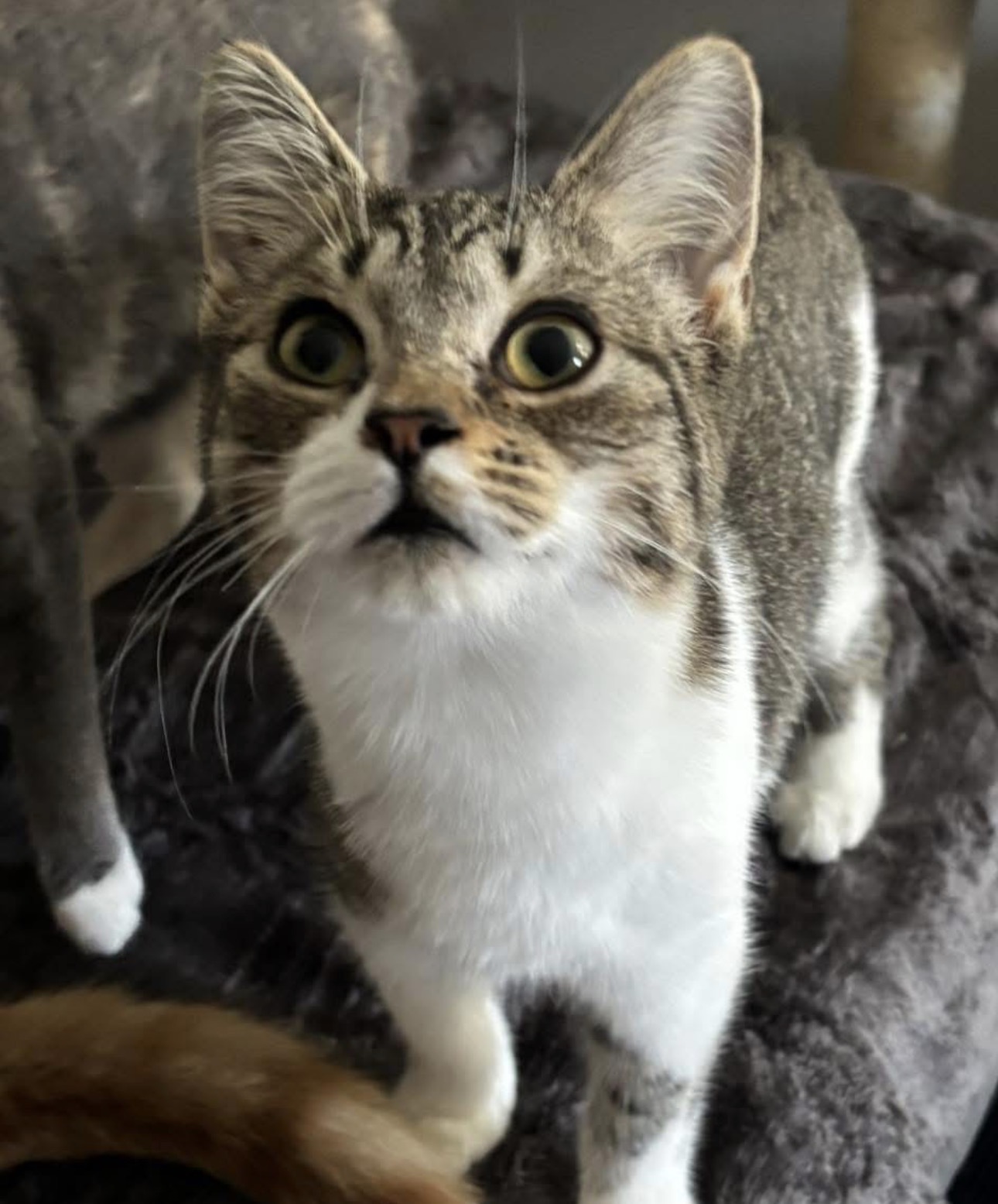 VILLAGE OF PAWSITIVITY's image