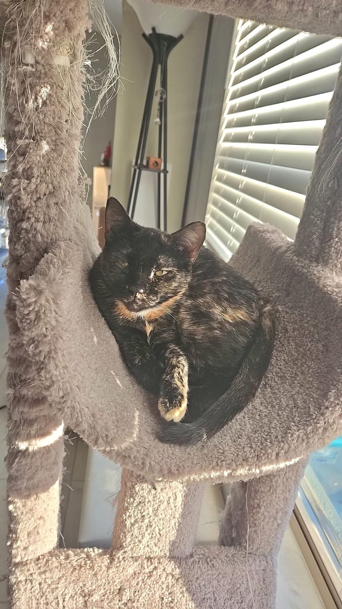 VILLAGE OF PAWSITIVITY's image