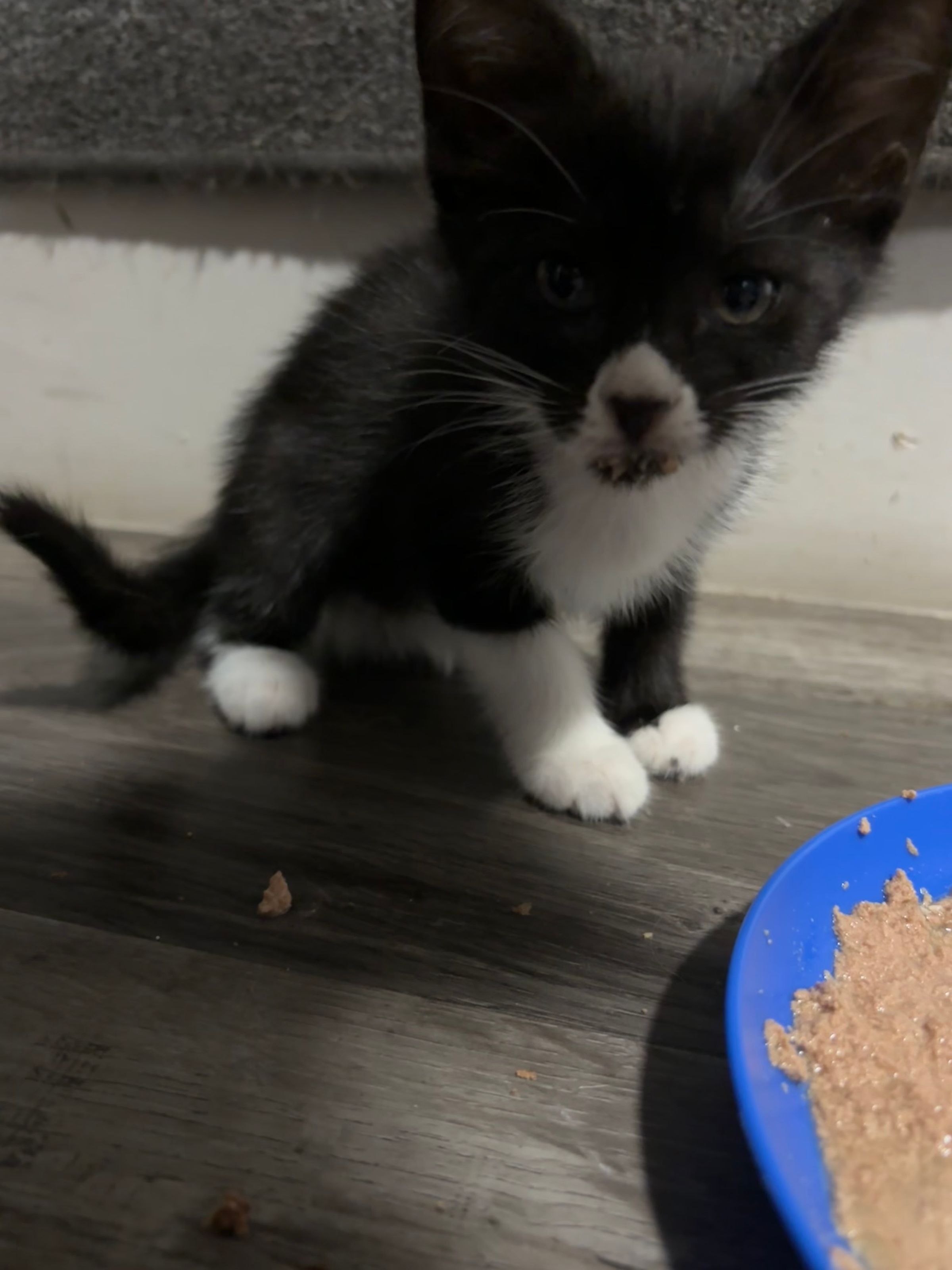 VILLAGE OF PAWSITIVITY's image
