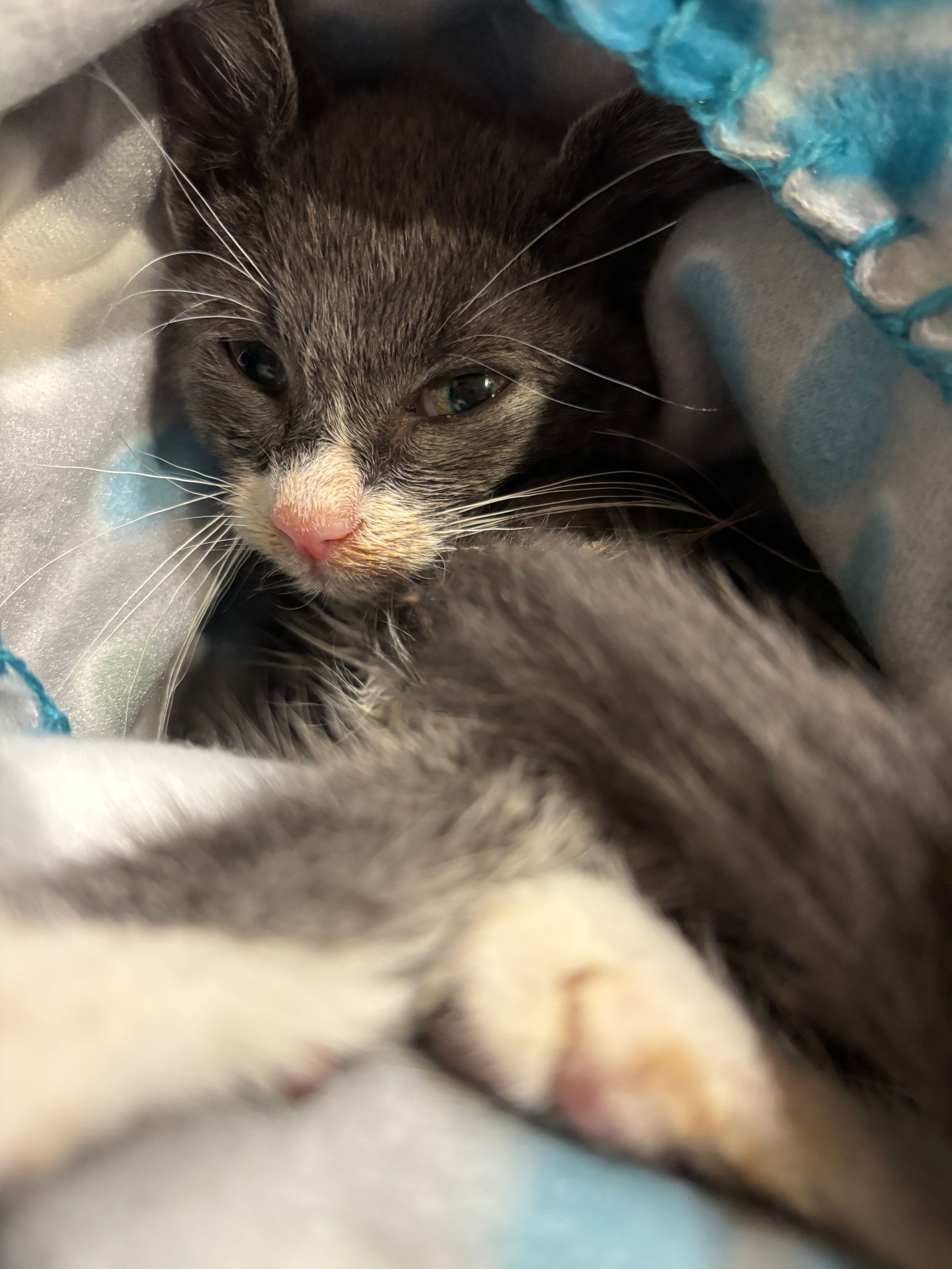 VILLAGE OF PAWSITIVITY's image
