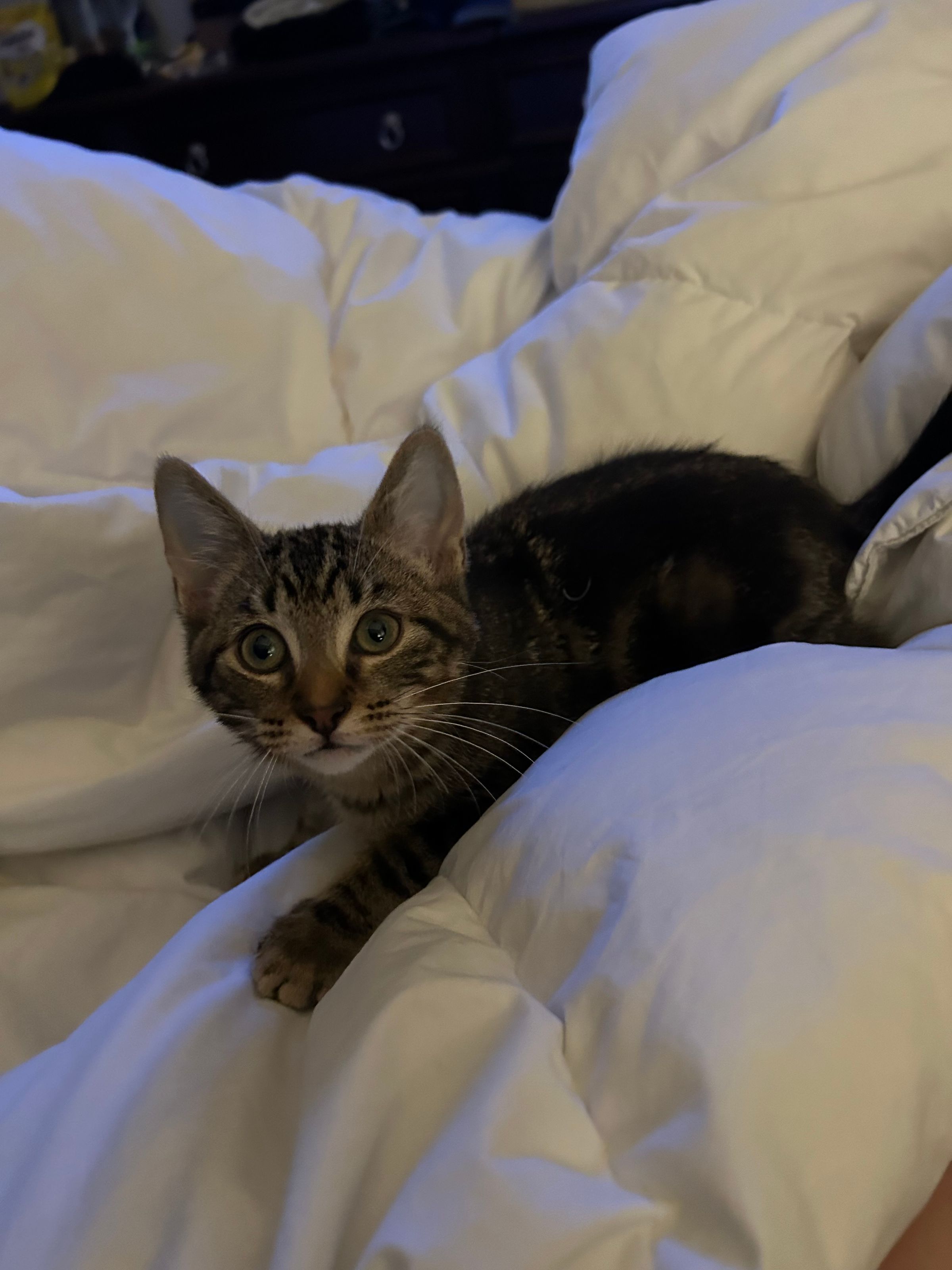 VILLAGE OF PAWSITIVITY's image