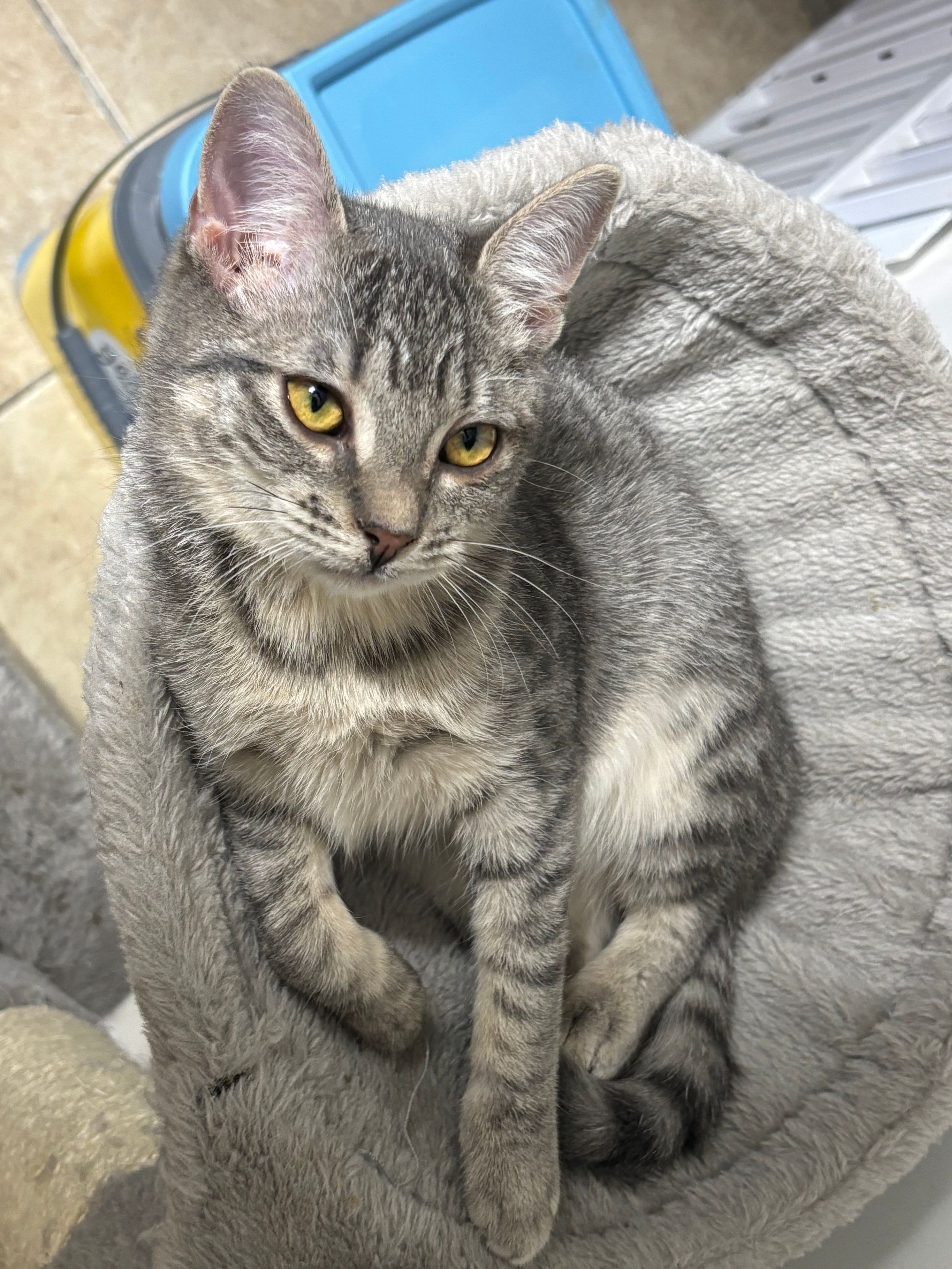 VILLAGE OF PAWSITIVITY's image