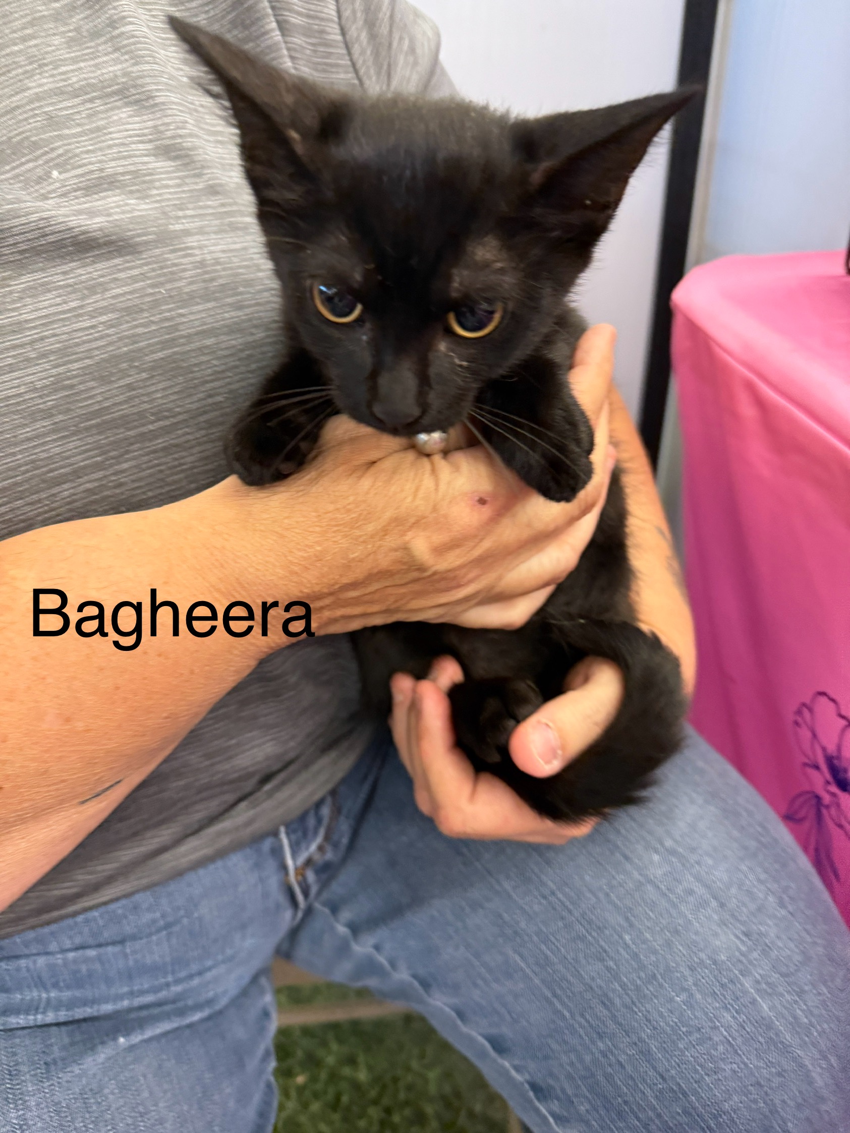 VILLAGE OF PAWSITIVITY's image